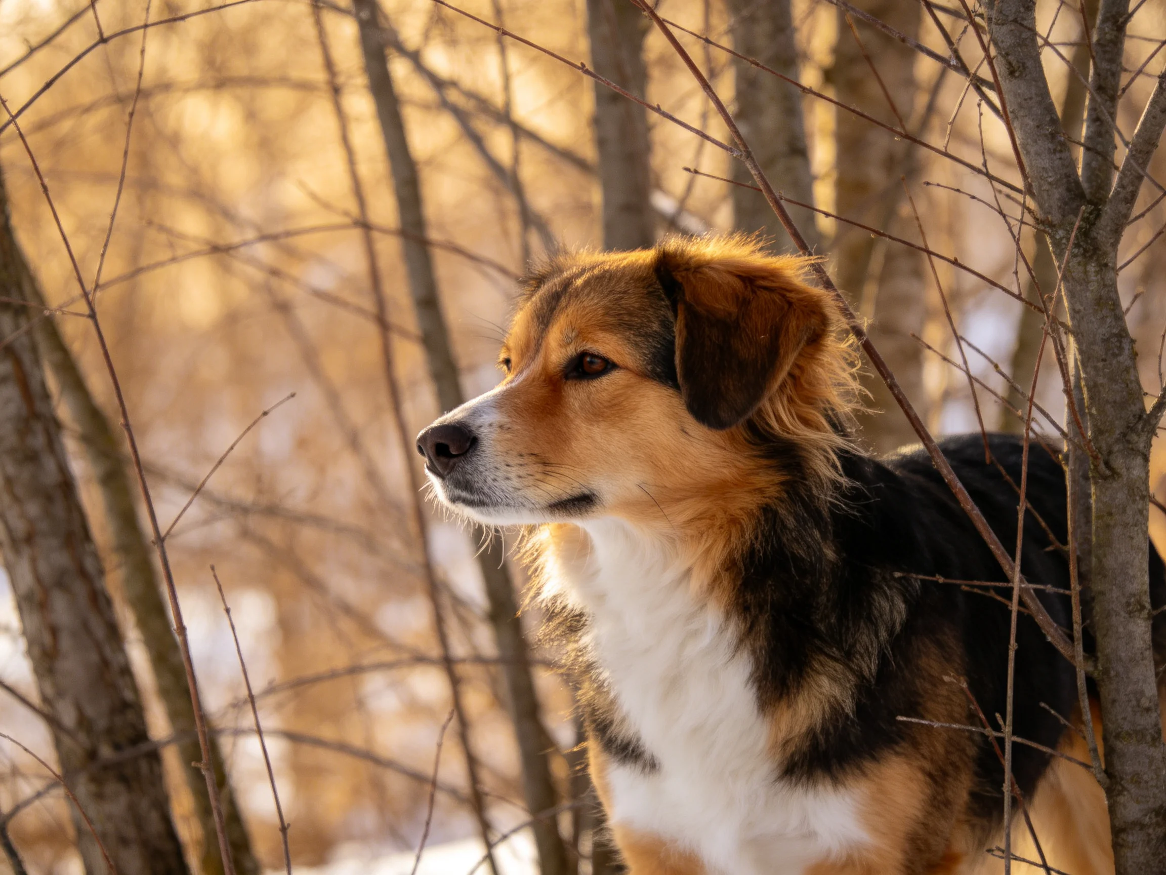 A tricolor dog stands among bare trees in golden sunlight