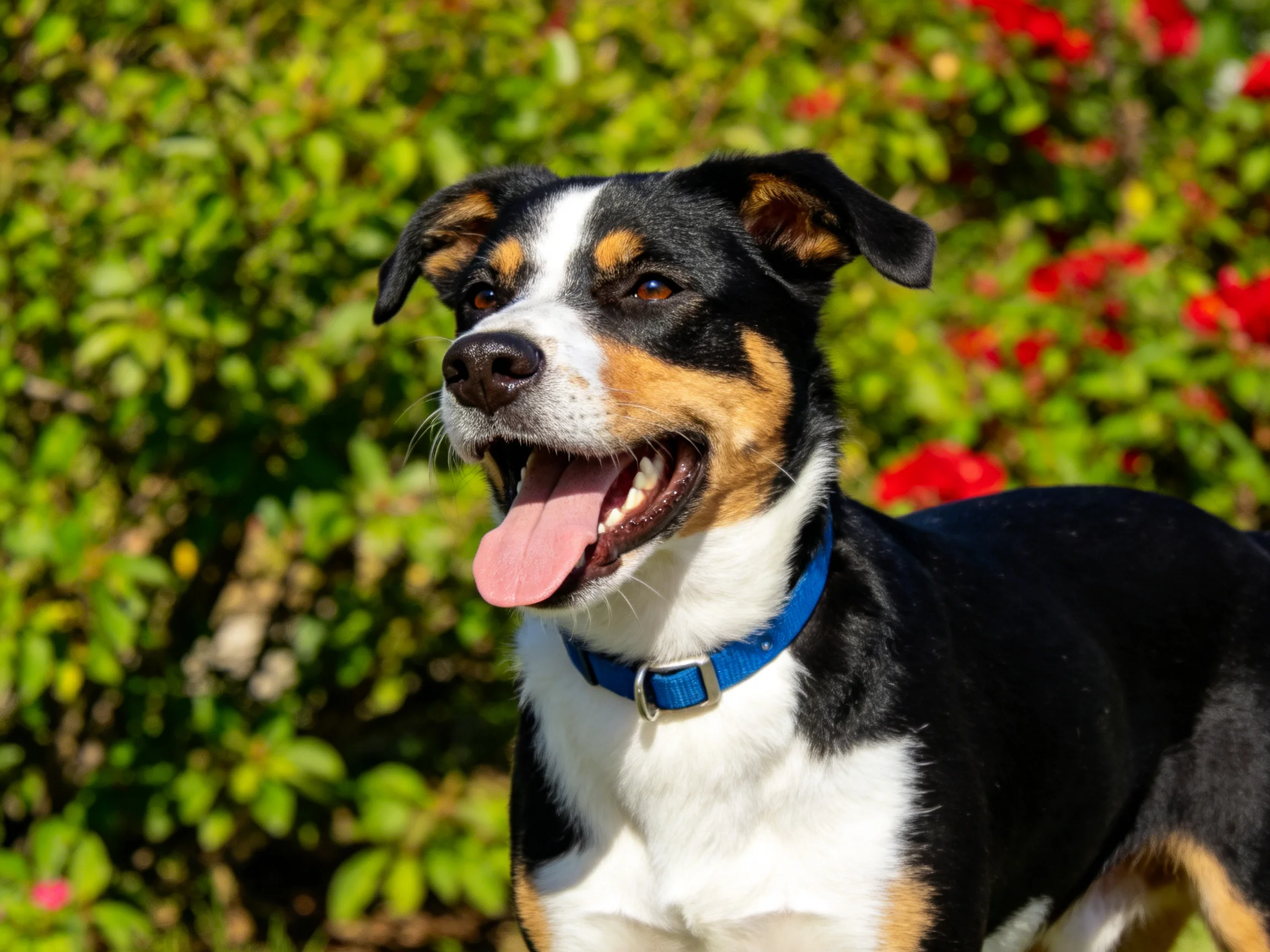 A tricolor dog with a blue collar is outside near green bushes and red flowers.