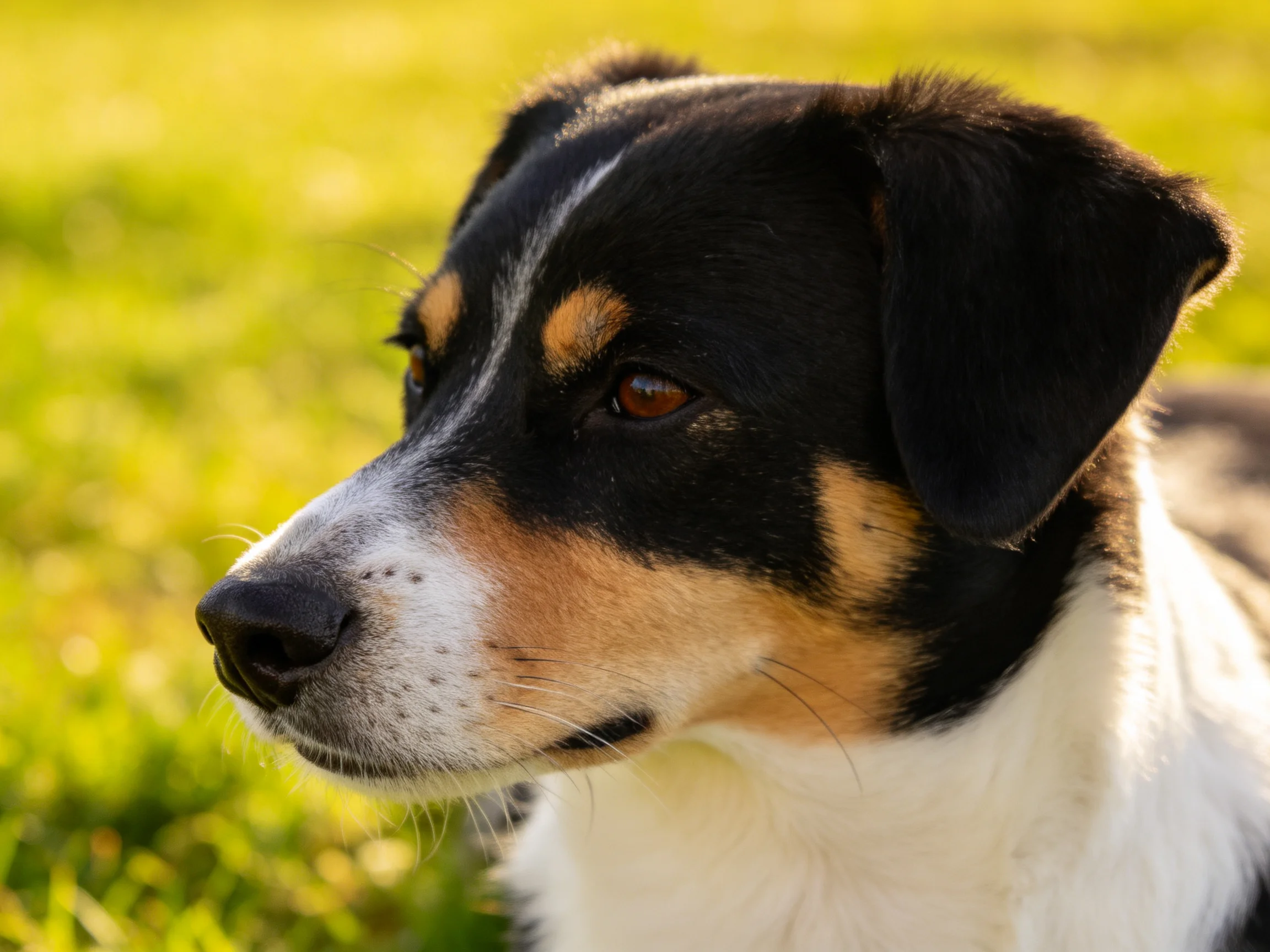 A tricolor dog relaxes in a sunlit outdoor grassy area.