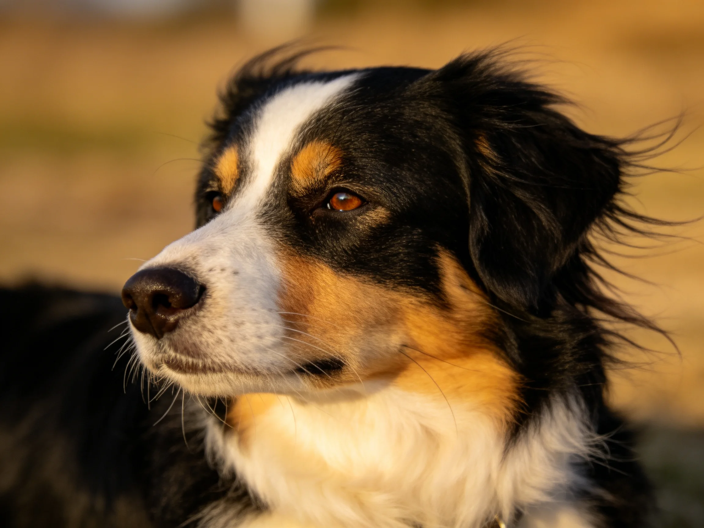 A tricolor dog gazes thoughtfully in a softly lit outdoor setting.