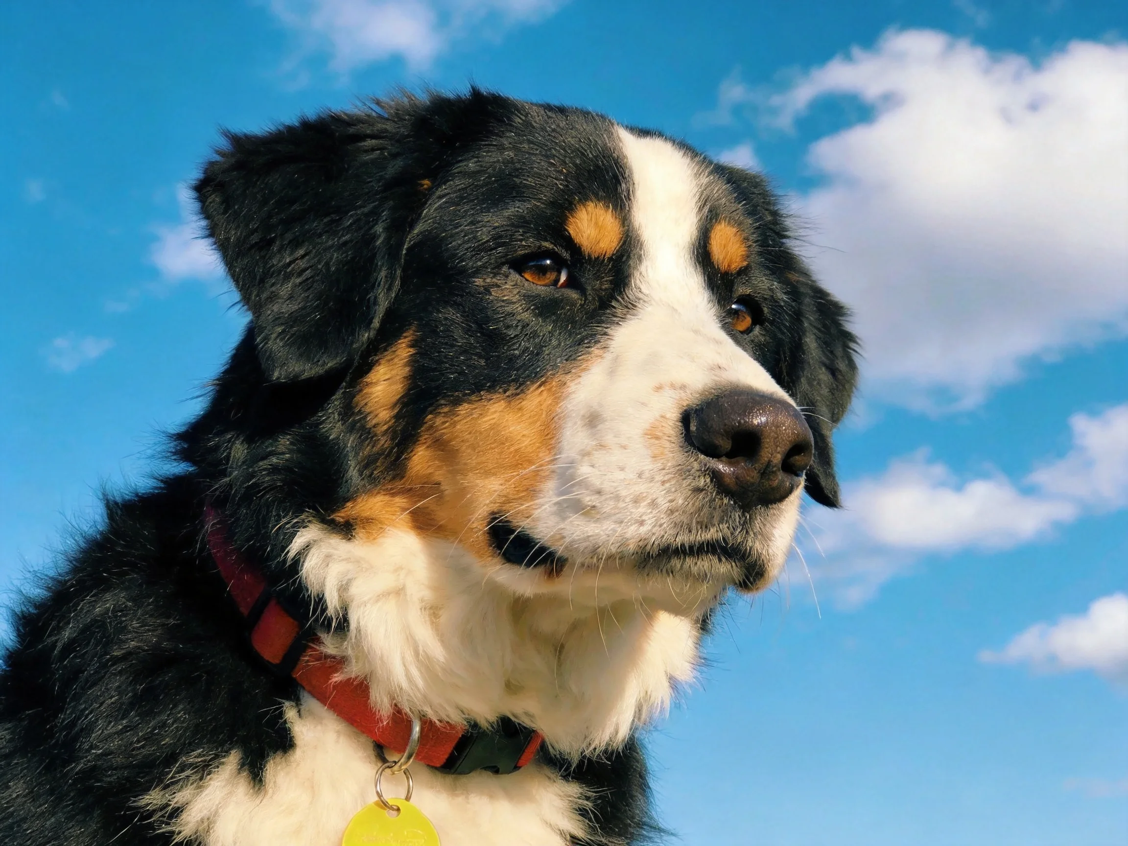 A tricolor dog stands out against a bright blue sky with scattered clouds.