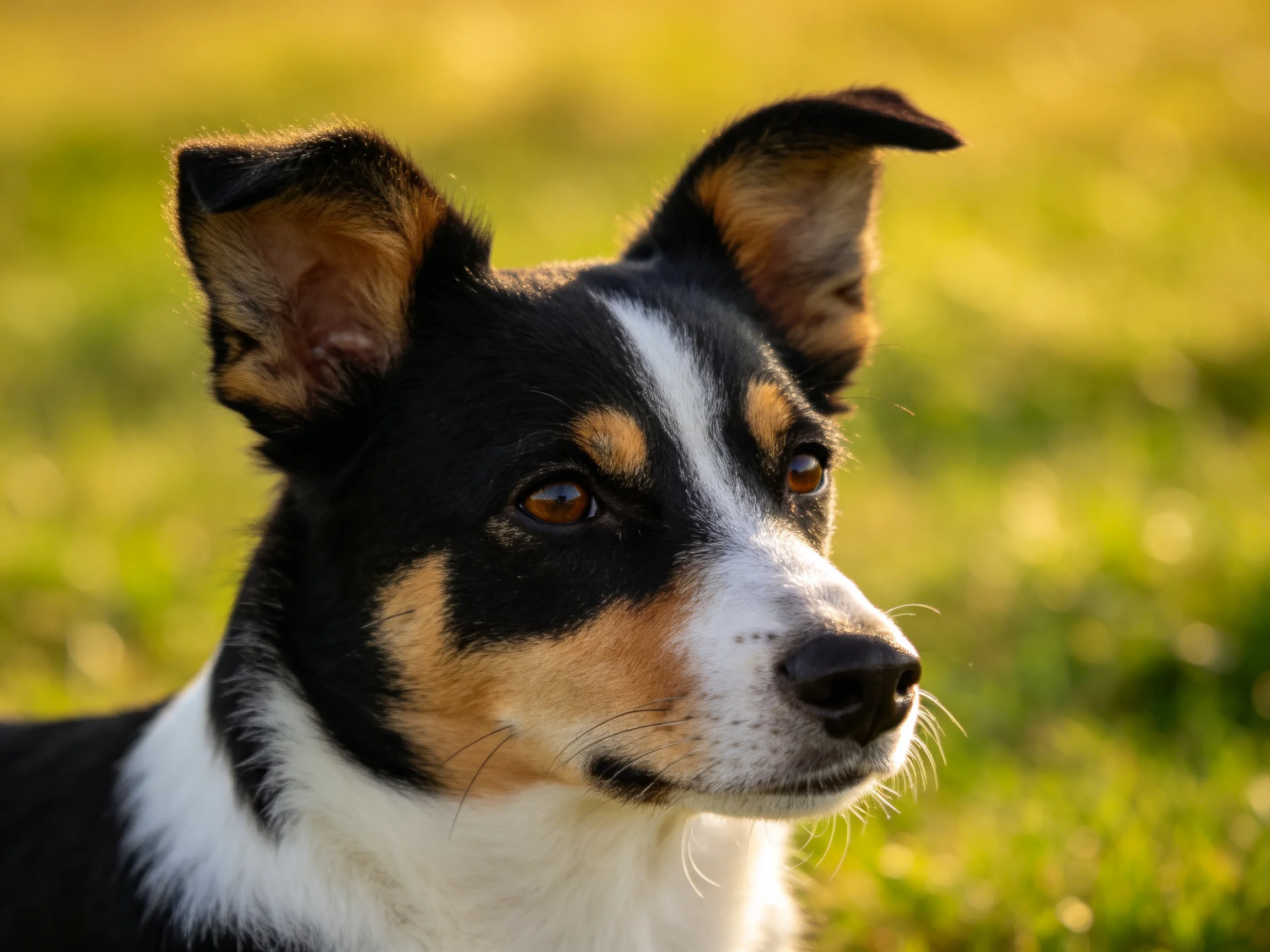 A tricolor dog with upright ears in a sunlit meadow