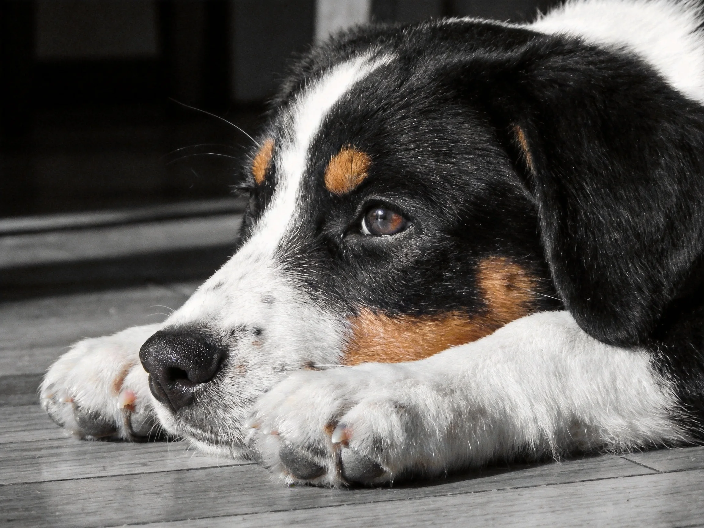 A tricolor puppy rests calmly on a wooden surface.