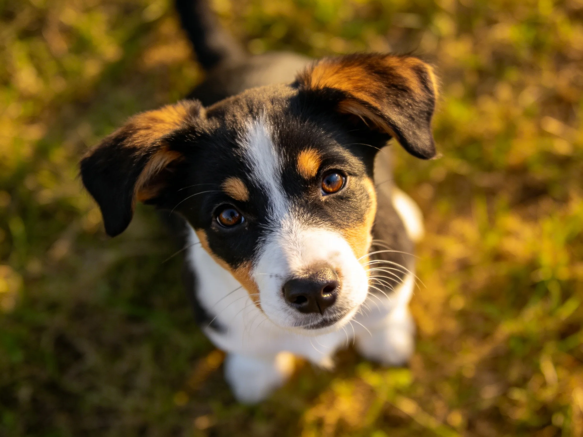 A tricolor puppy looks up from sun-dappled grass