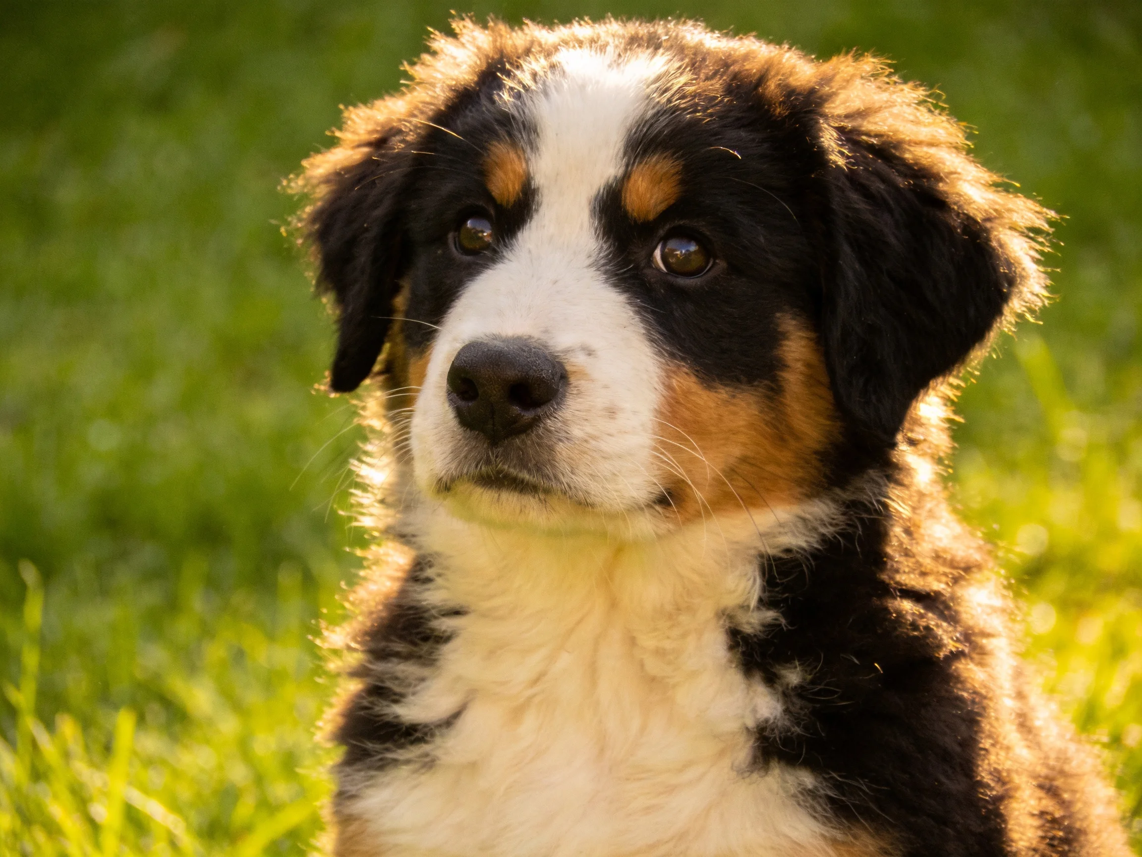 A tricolor puppy with thick fur sits on green grass