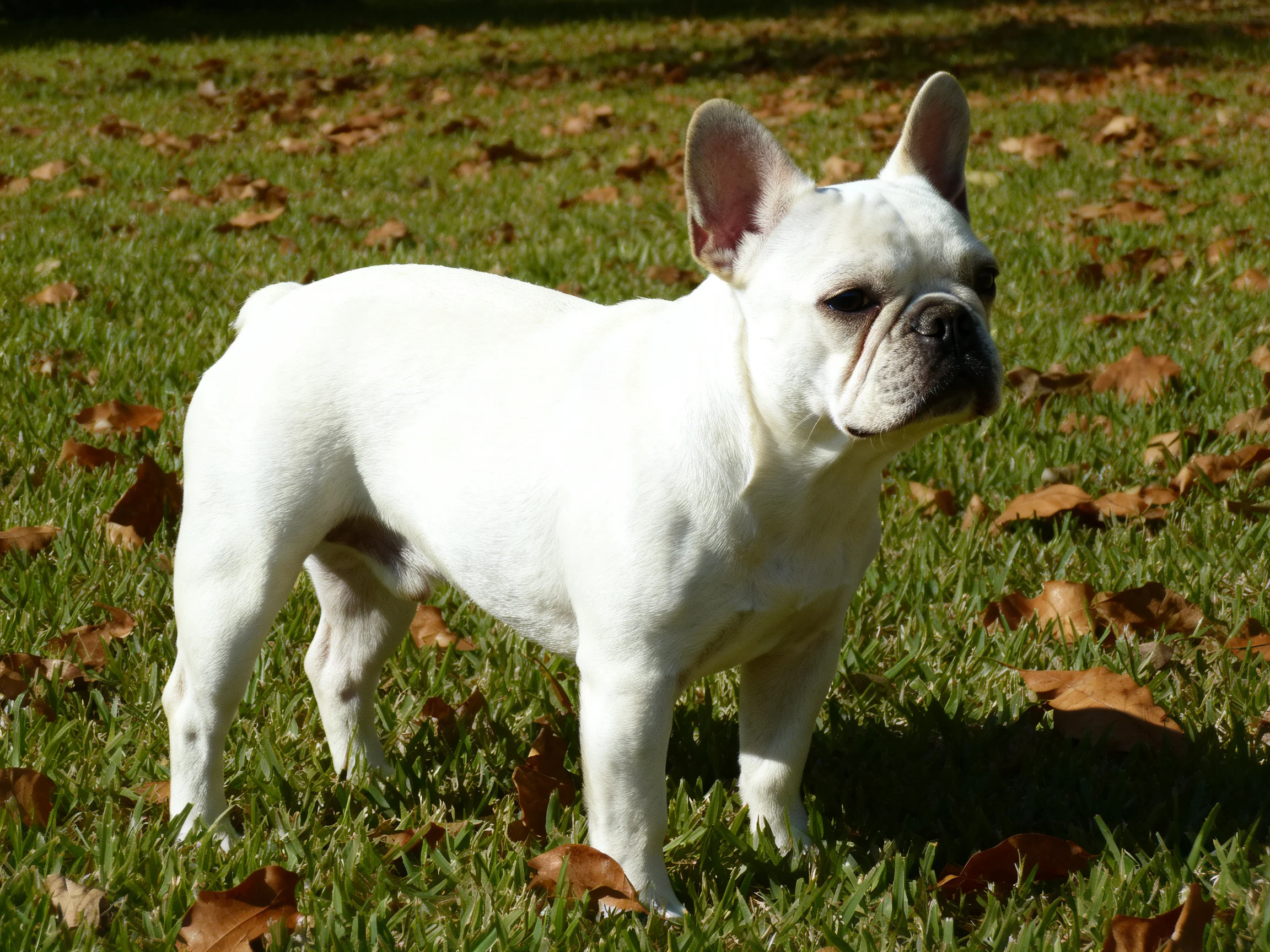 A white French Bulldog stands on a grassy area with scattered brown leaves.