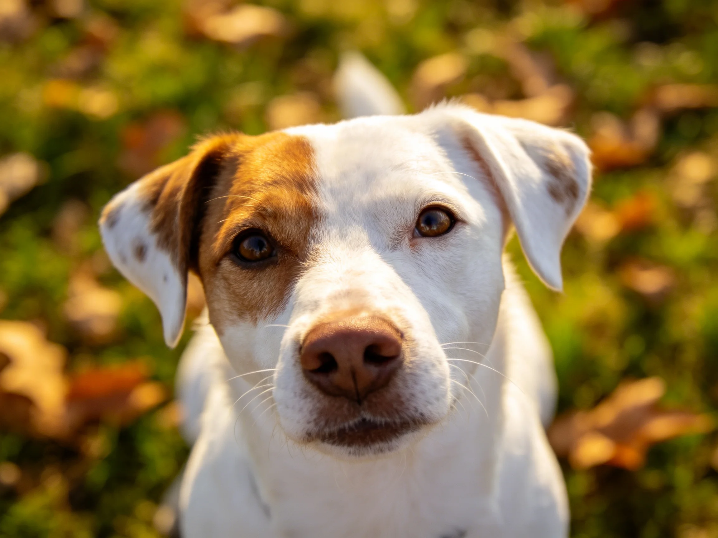 A white and brown dog stares directly at the camera amid autumn foliage.