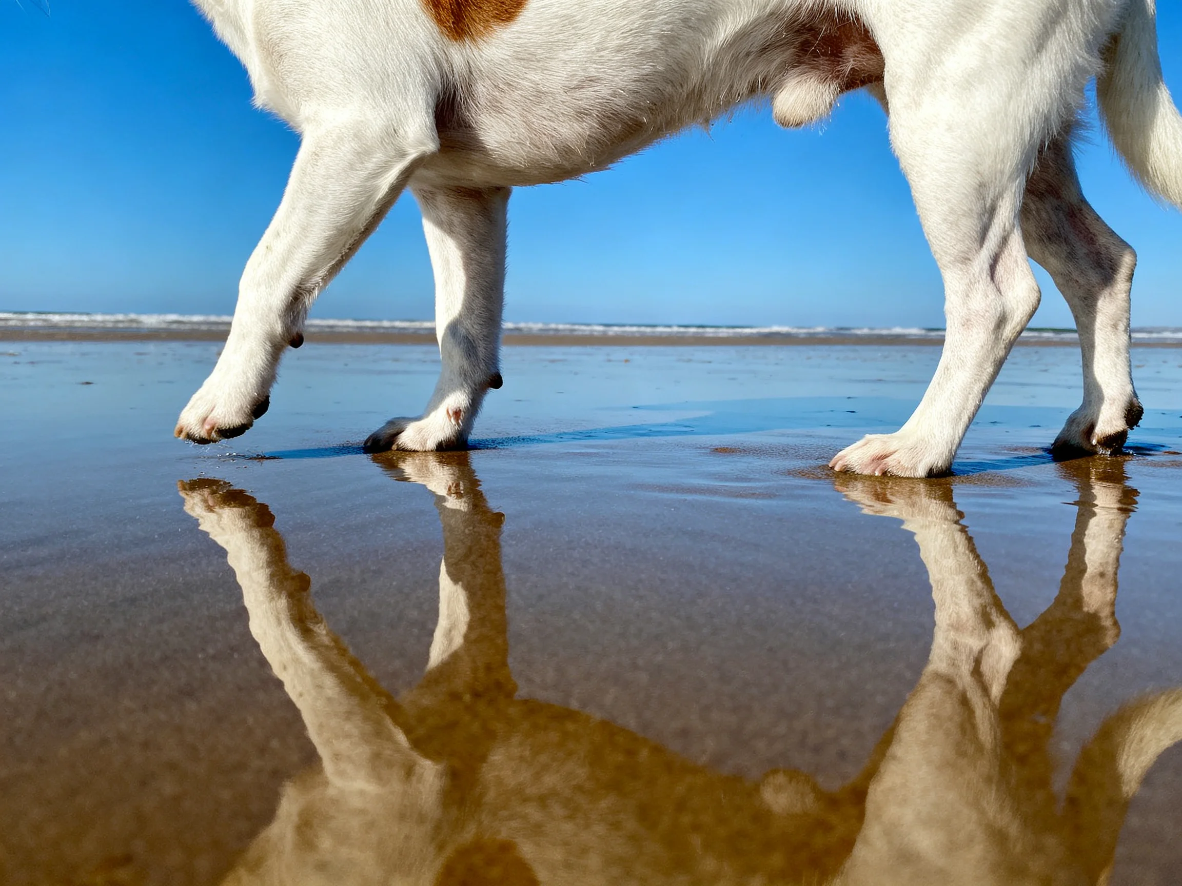 A dog walks on wet sand, reflecting its legs under a clear blue sky.