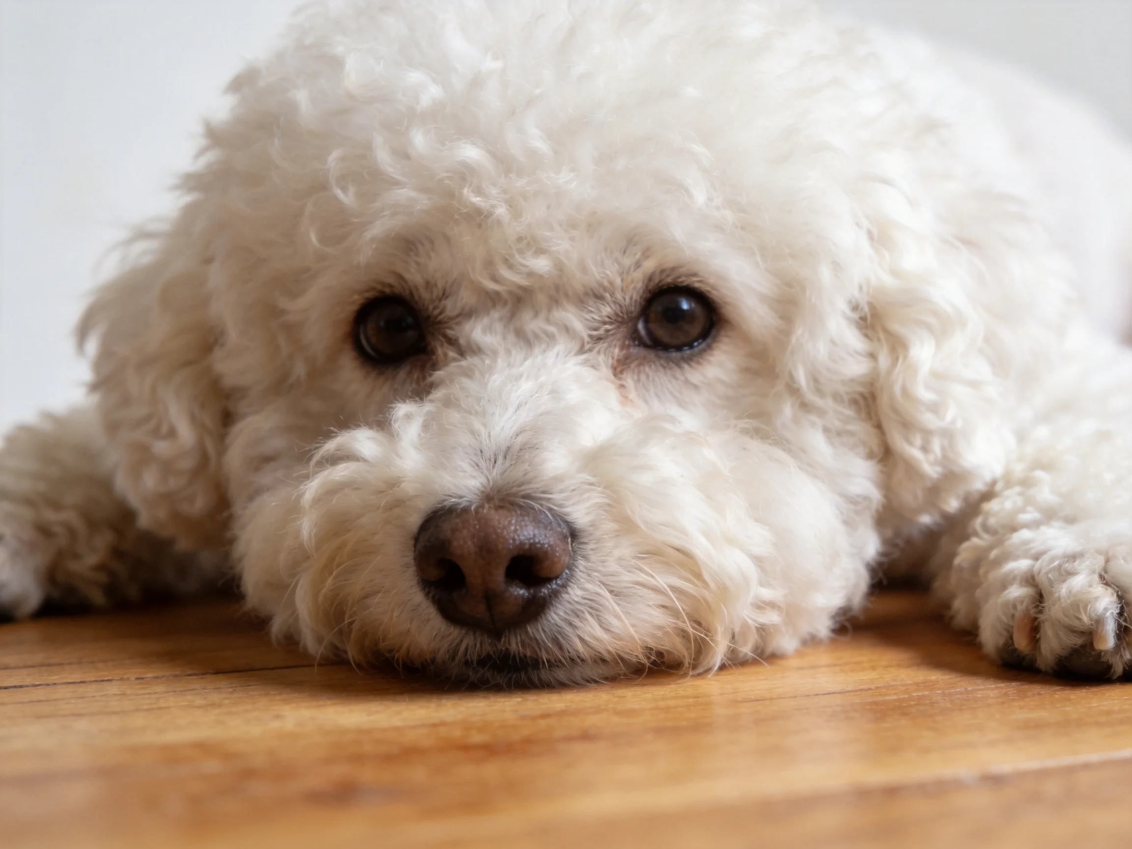 A white curly-haired dog resting on a wooden surface
