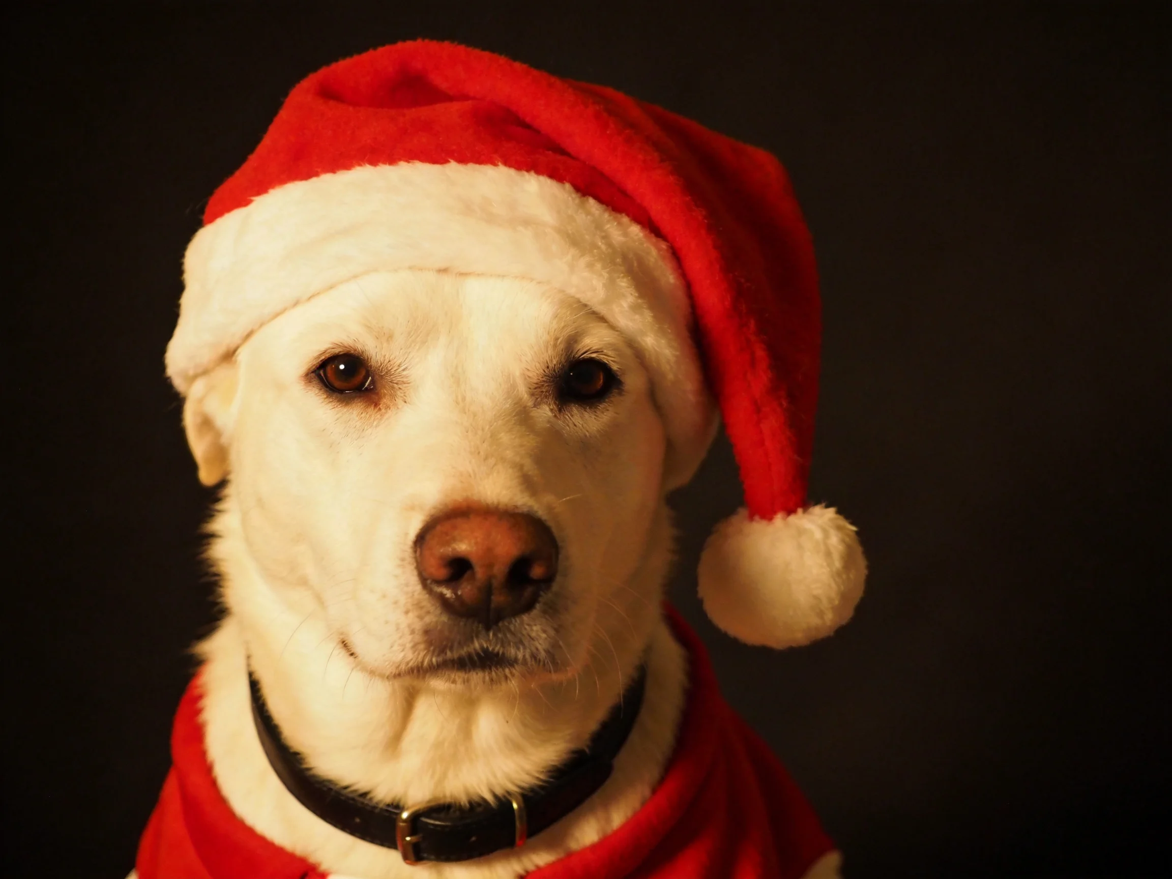 A white dog in red holiday clothing wears a bright red Santa hat