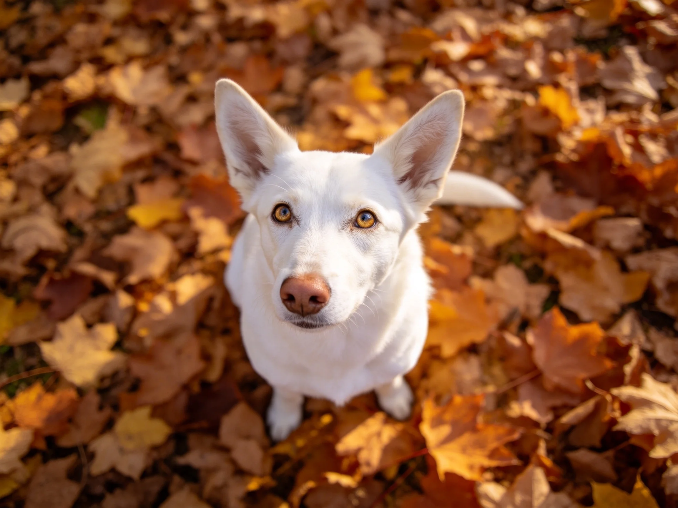 A white dog looks upward amid a bed of autumn leaves.