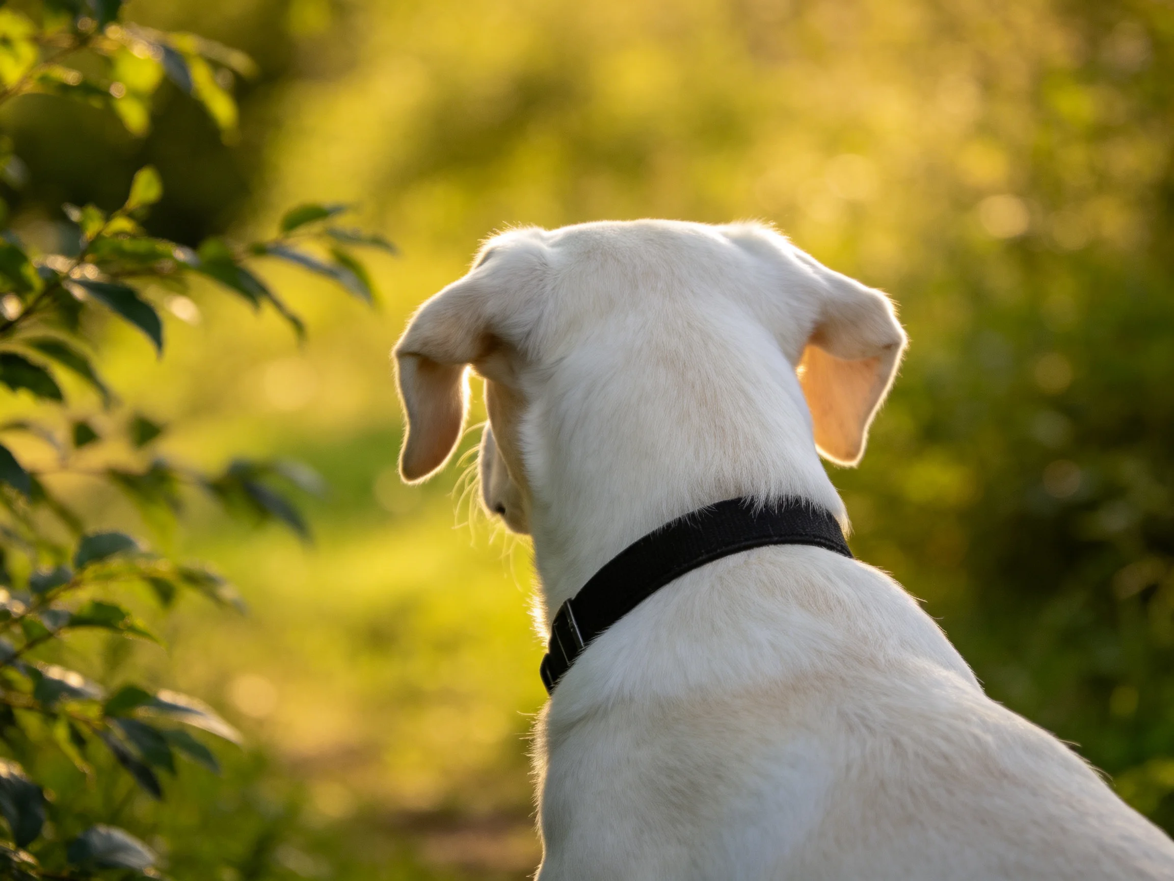 A white dog with a black collar observes the sunlit greenery.
