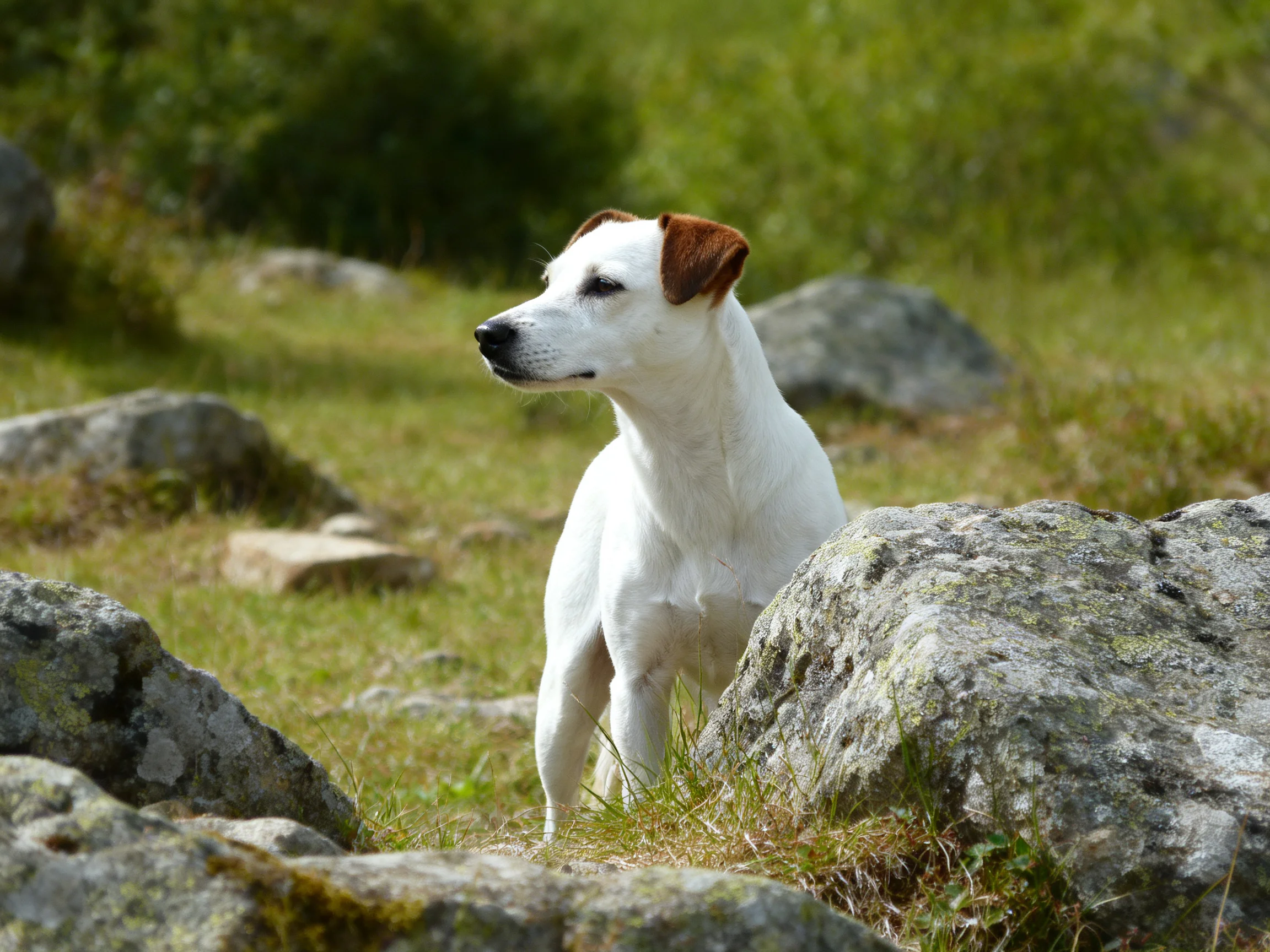 A white dog with brown ears near rocks in a grassy landscape