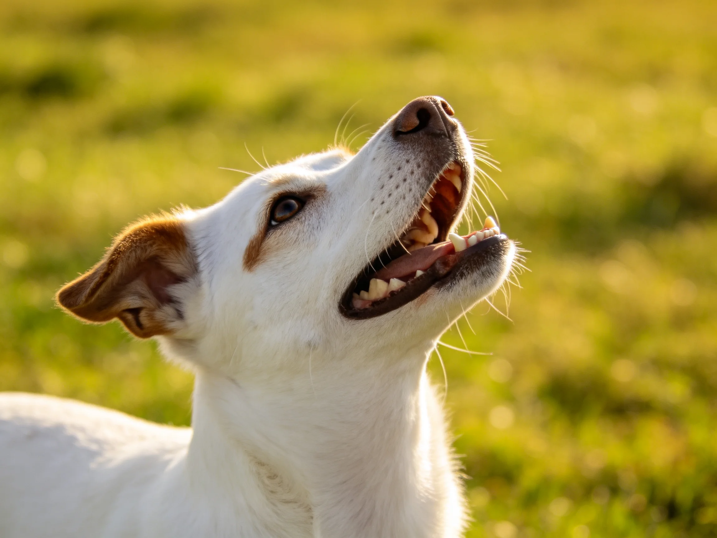 A white dog with brown markings barks joyfully in a sunlit green meadow