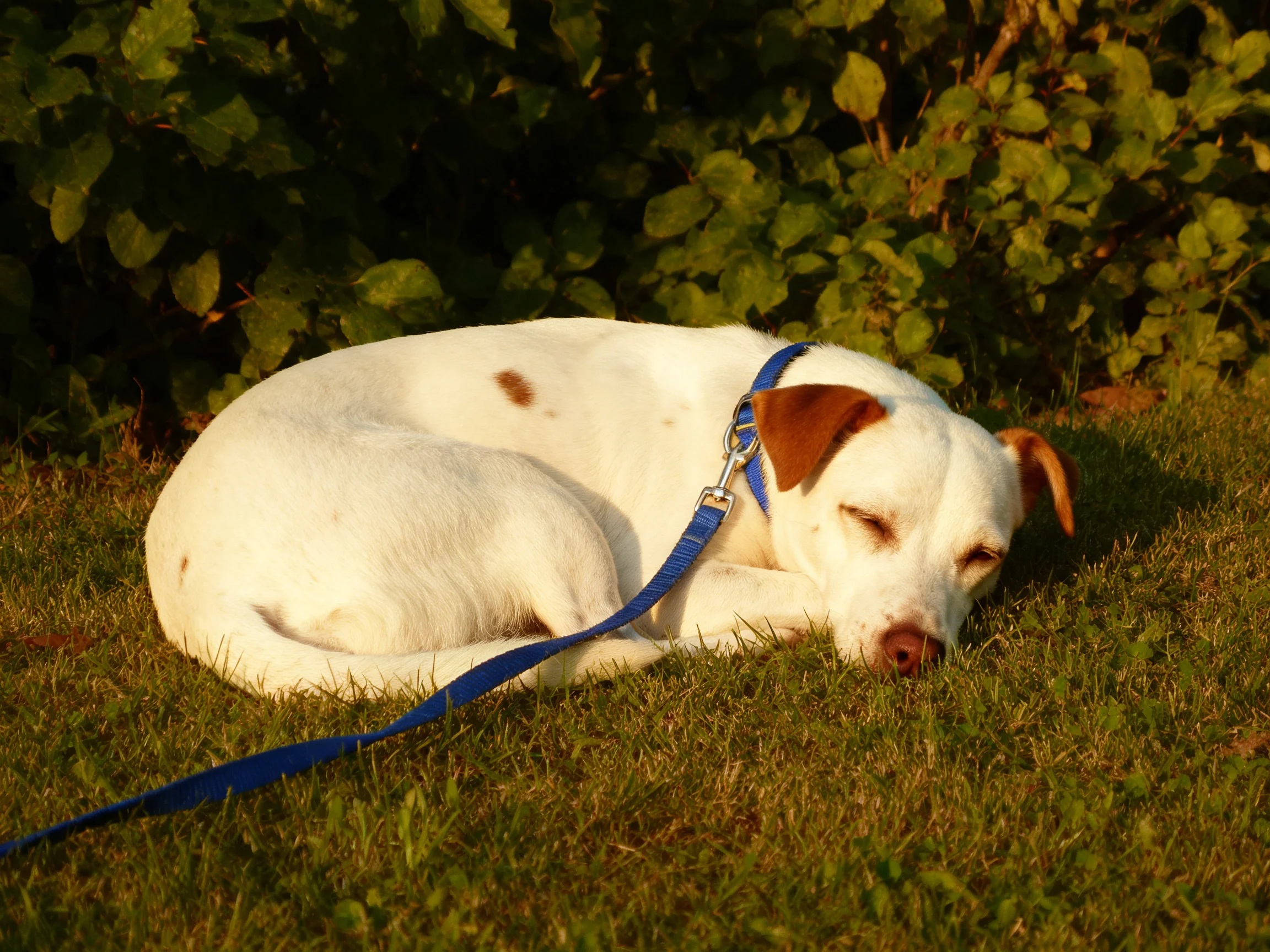 A white dog with brown patches rests on grass near leafy bushes