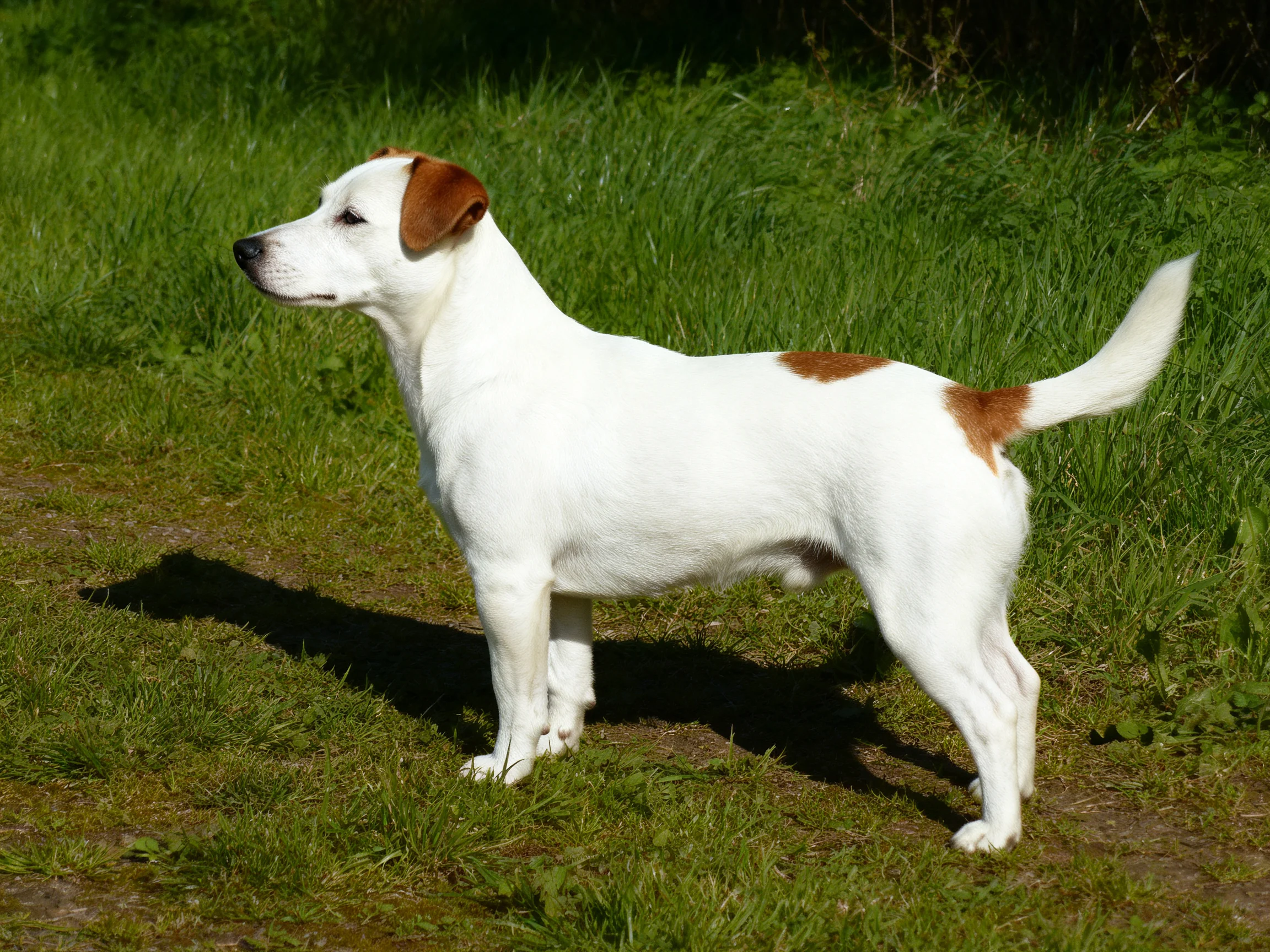A white dog with brown markings stands on grass in bright daylight.