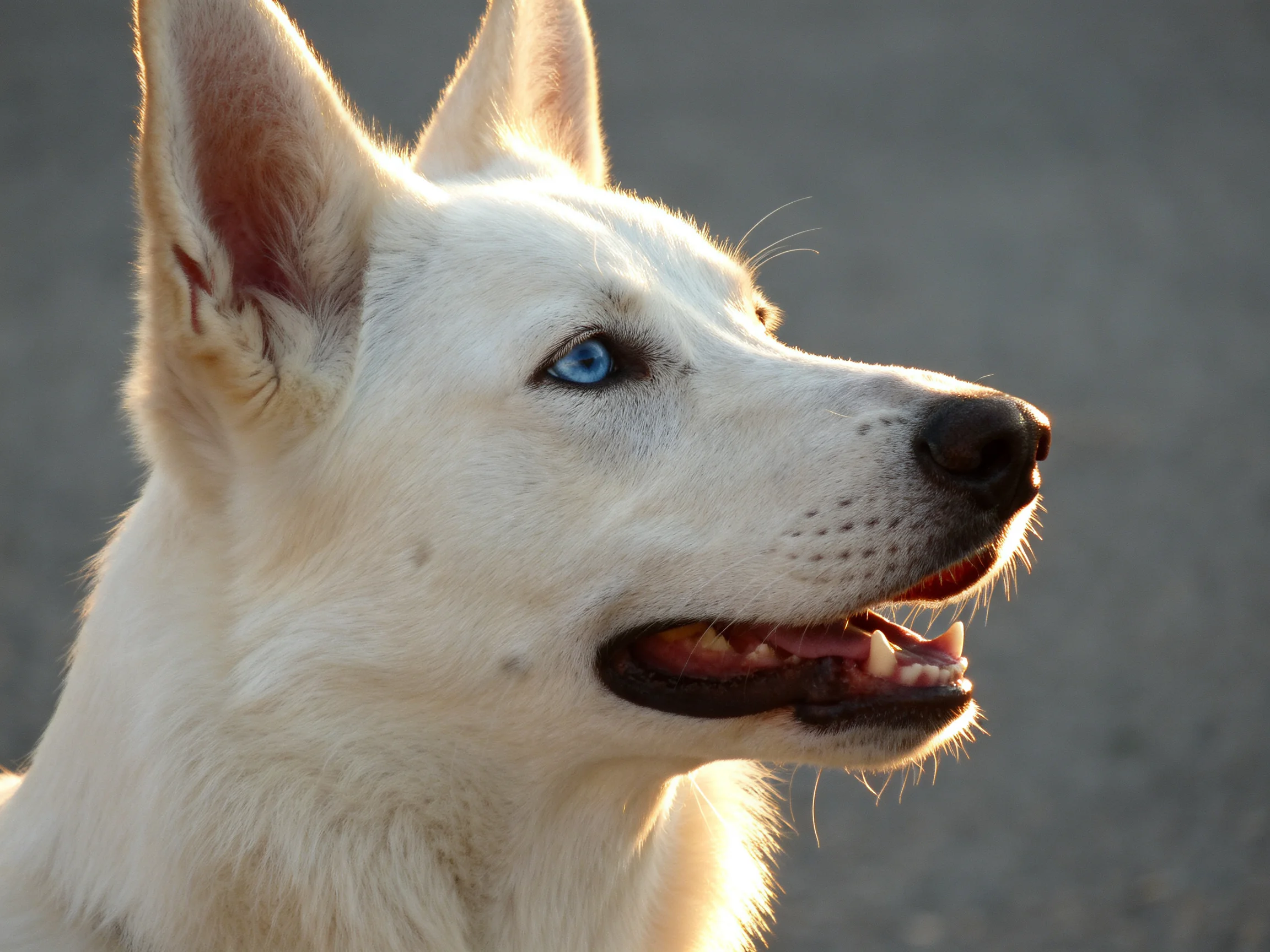 A white dog with striking blue eyes bathed in warm sunlight