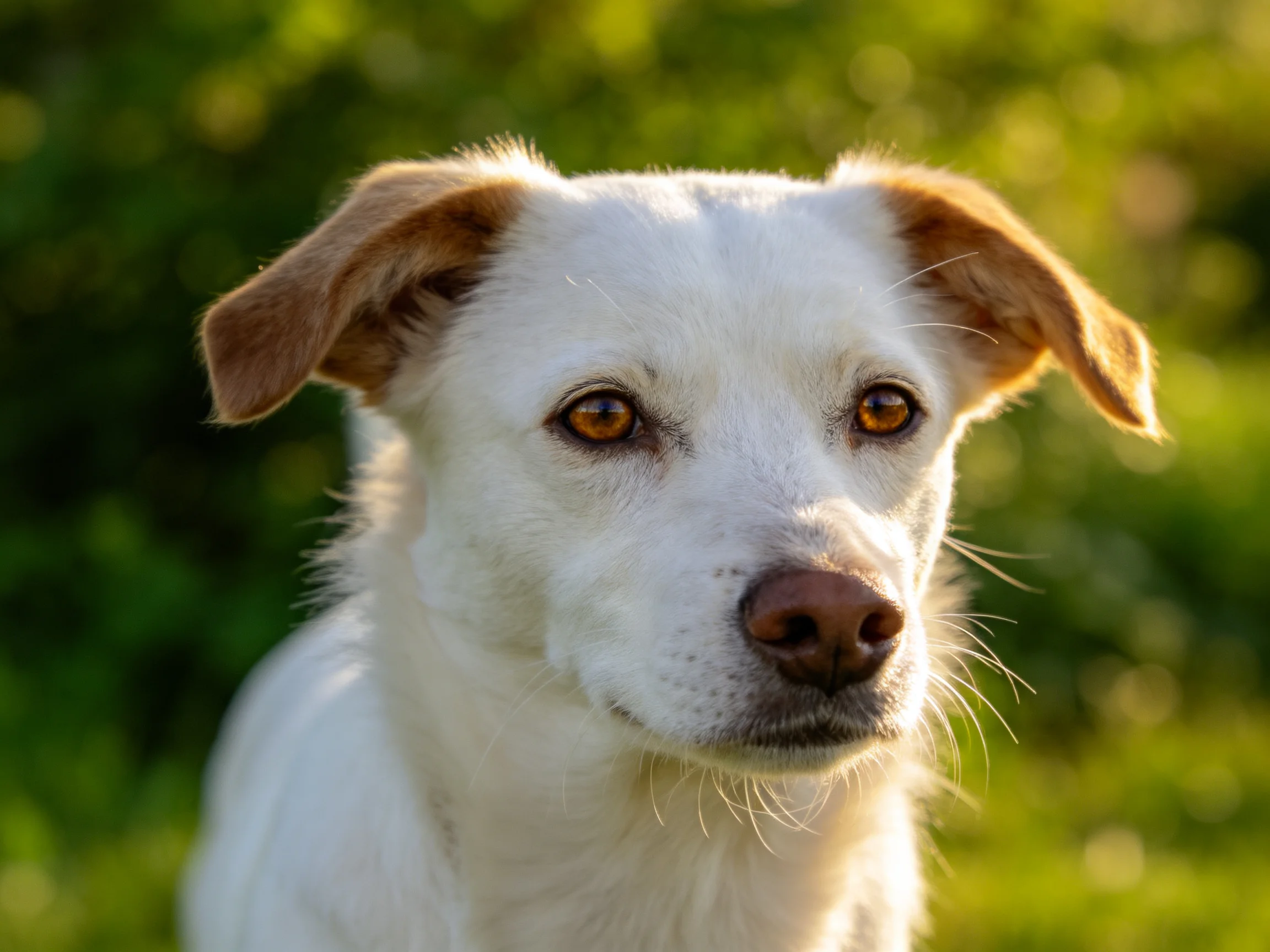A white dog with tan ears in a sunlit green outdoor scene