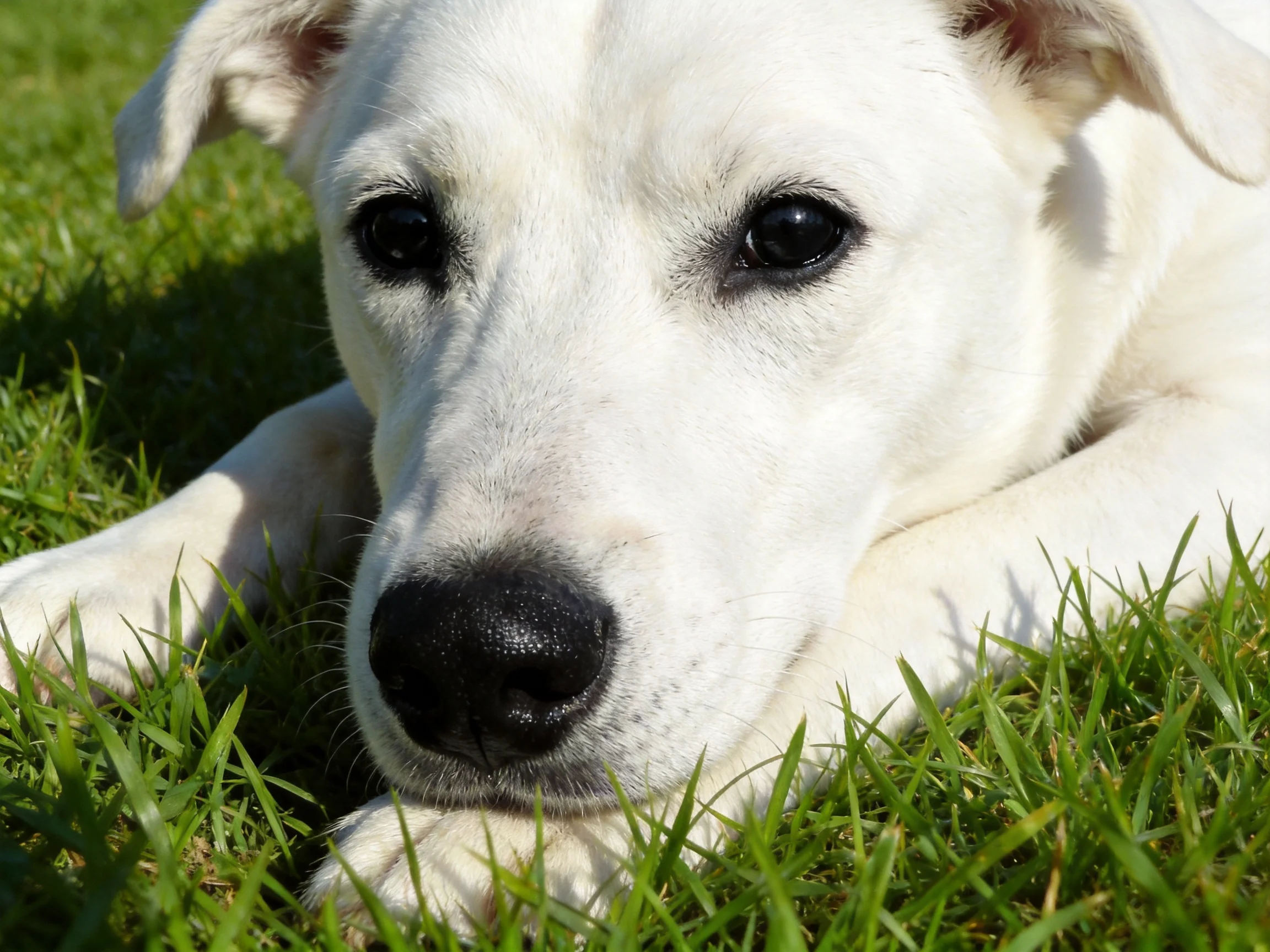 A white puppy rests on grass in a sunlit outdoor setting.