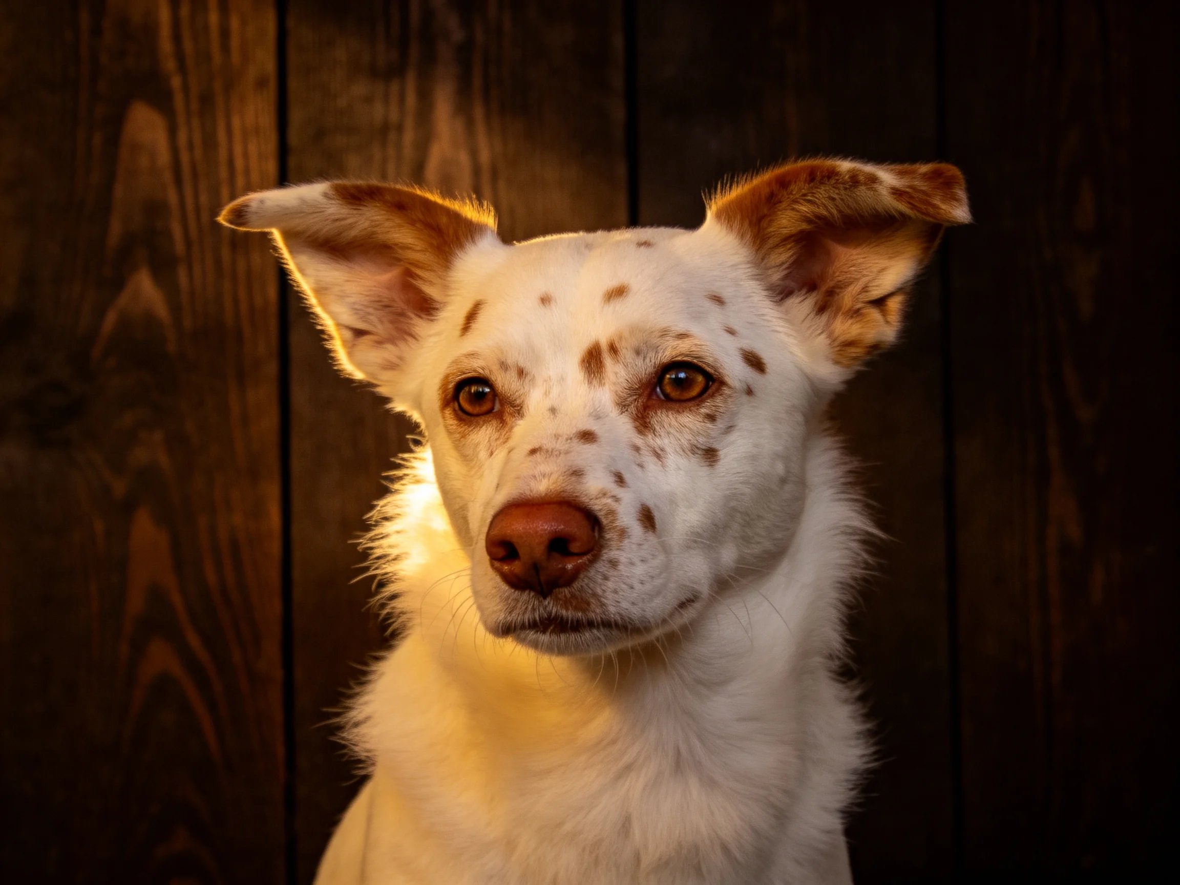 A white-spotted dog with pointed ears near dark wooden panels