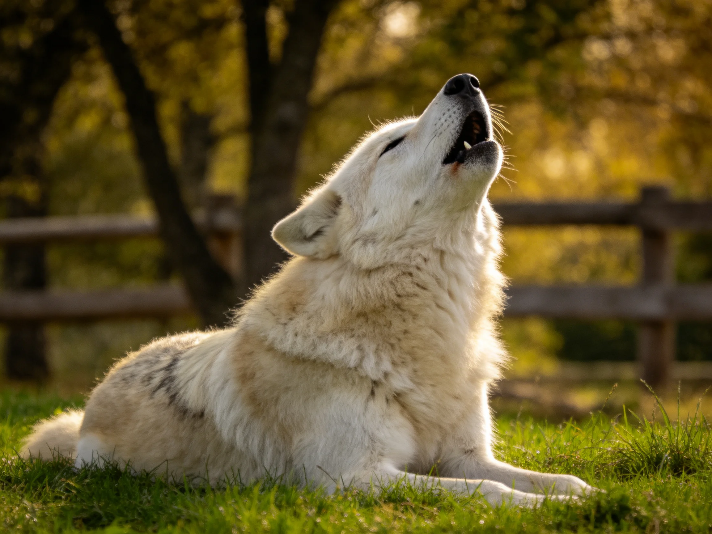 A white wolf howls on lush green grass near wooden fences