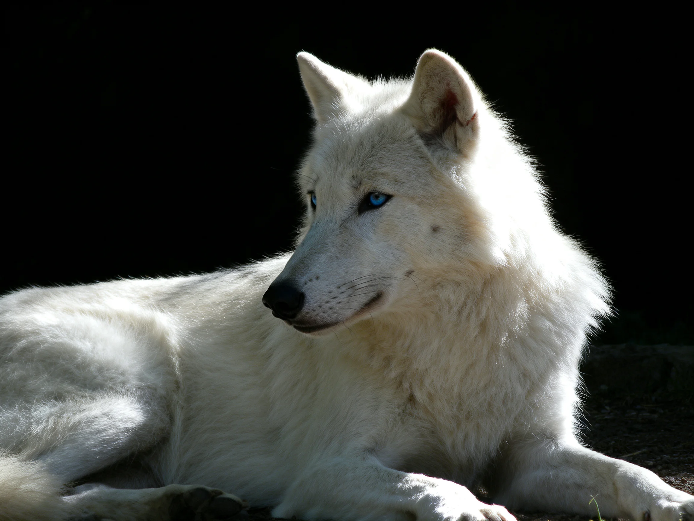 A white wolf with blue eyes rests calmly in a dark environment.