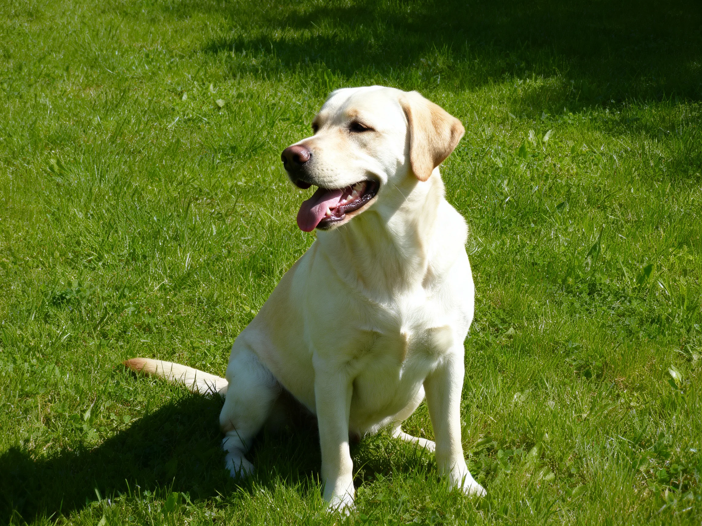 A yellow Labrador retriever sits calmly on vibrant green grass.