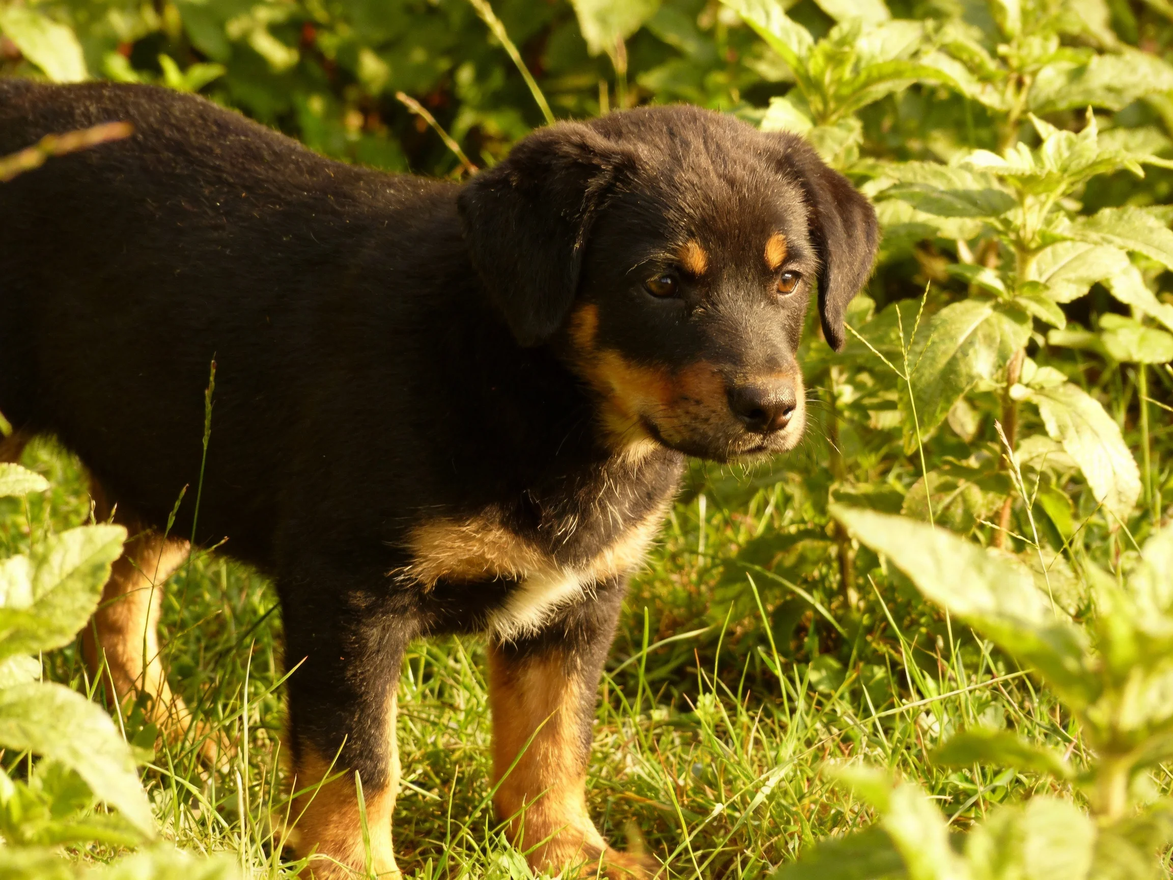 A young black-and-tan puppy explores lush green vegetation