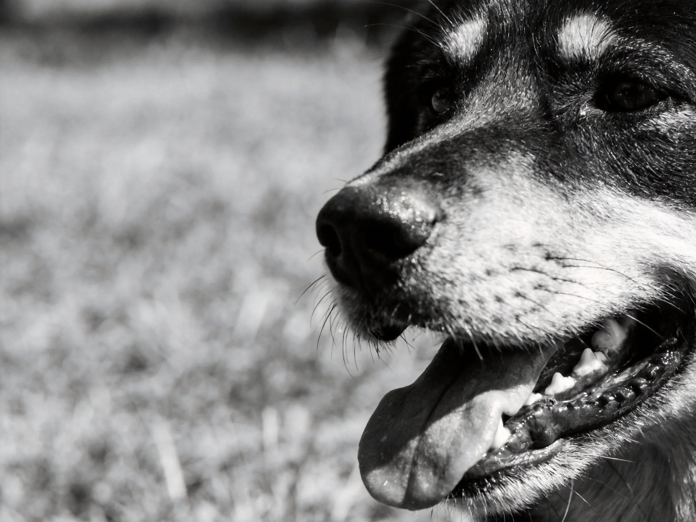 Black - and - white close - up of a joyful dog with open mouth