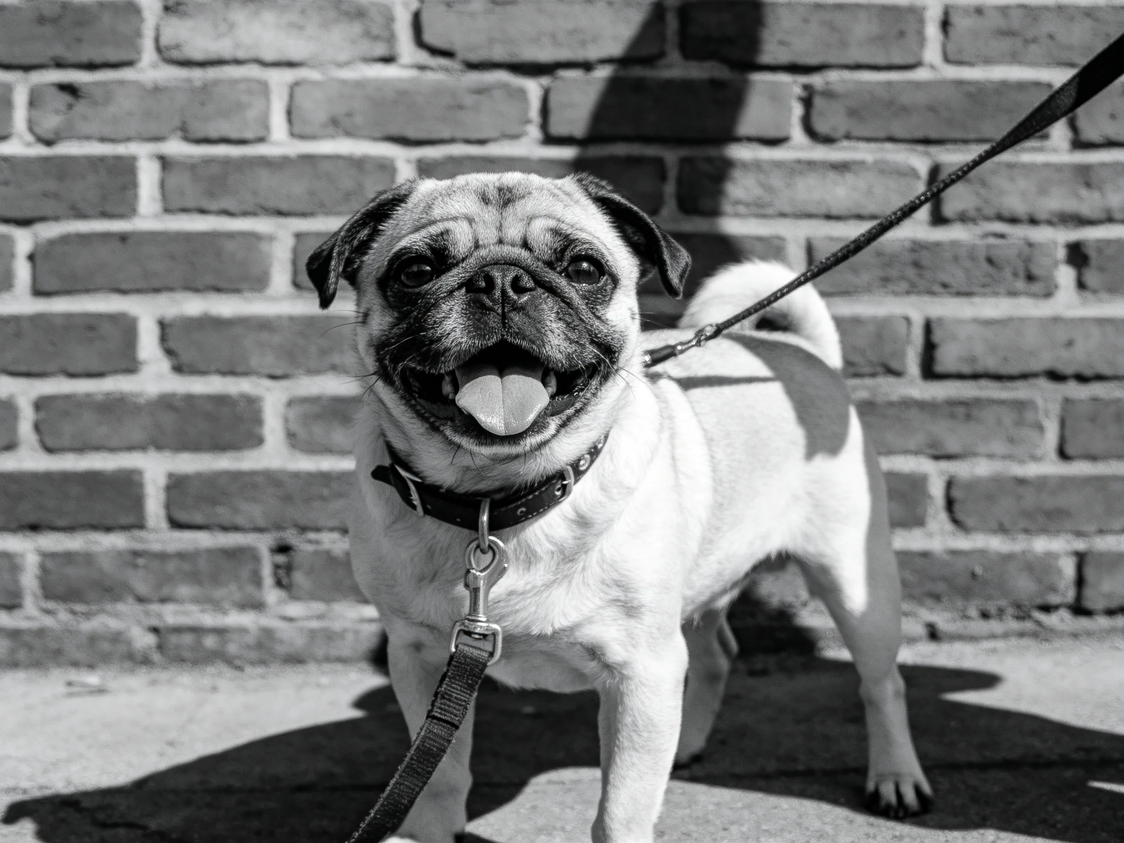 Black - and - white portrait of a joyful pug dog beside a textured brick wall