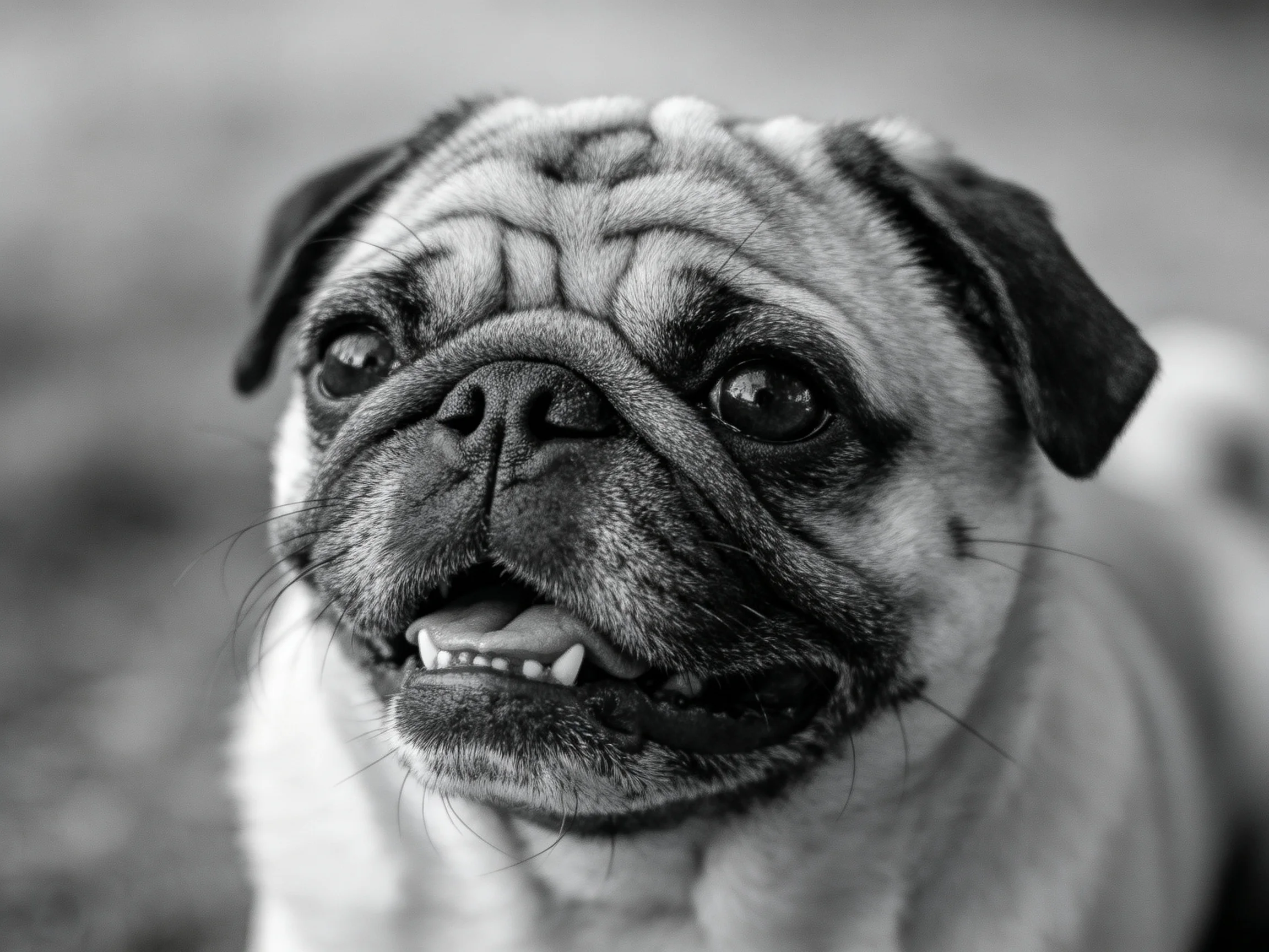 Black and white close - up of a pug with distinctive facial wrinkles