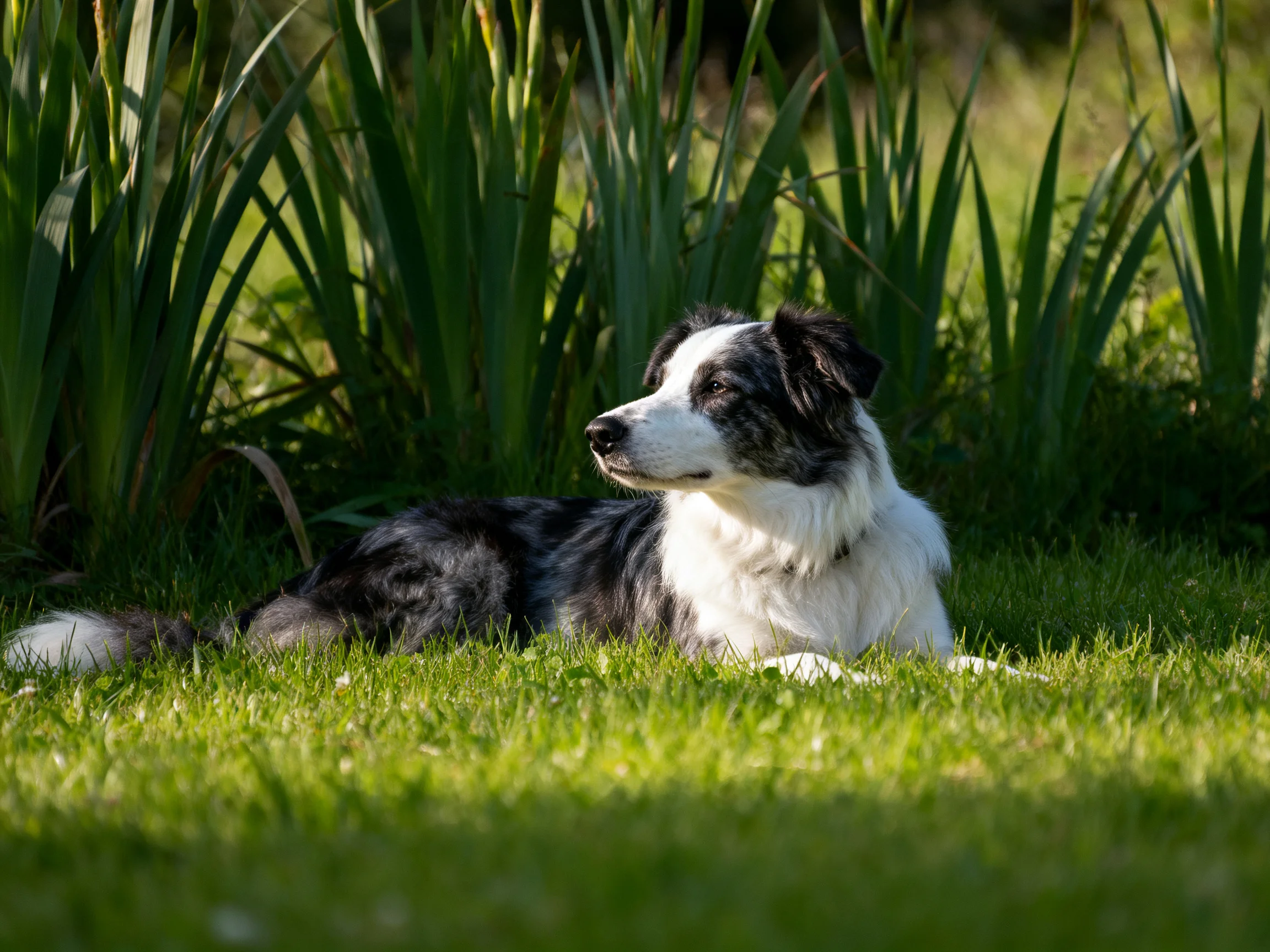 Black and white dog relaxing on green grass near tall plants