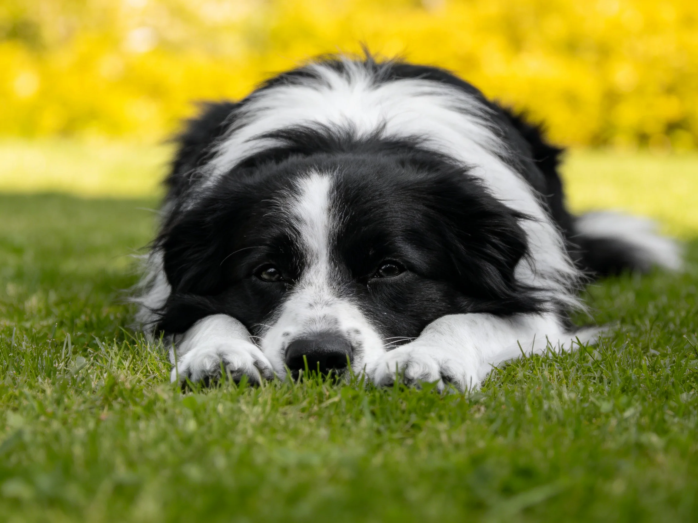 A black and white dog rests on green grass beside yellow foliage.