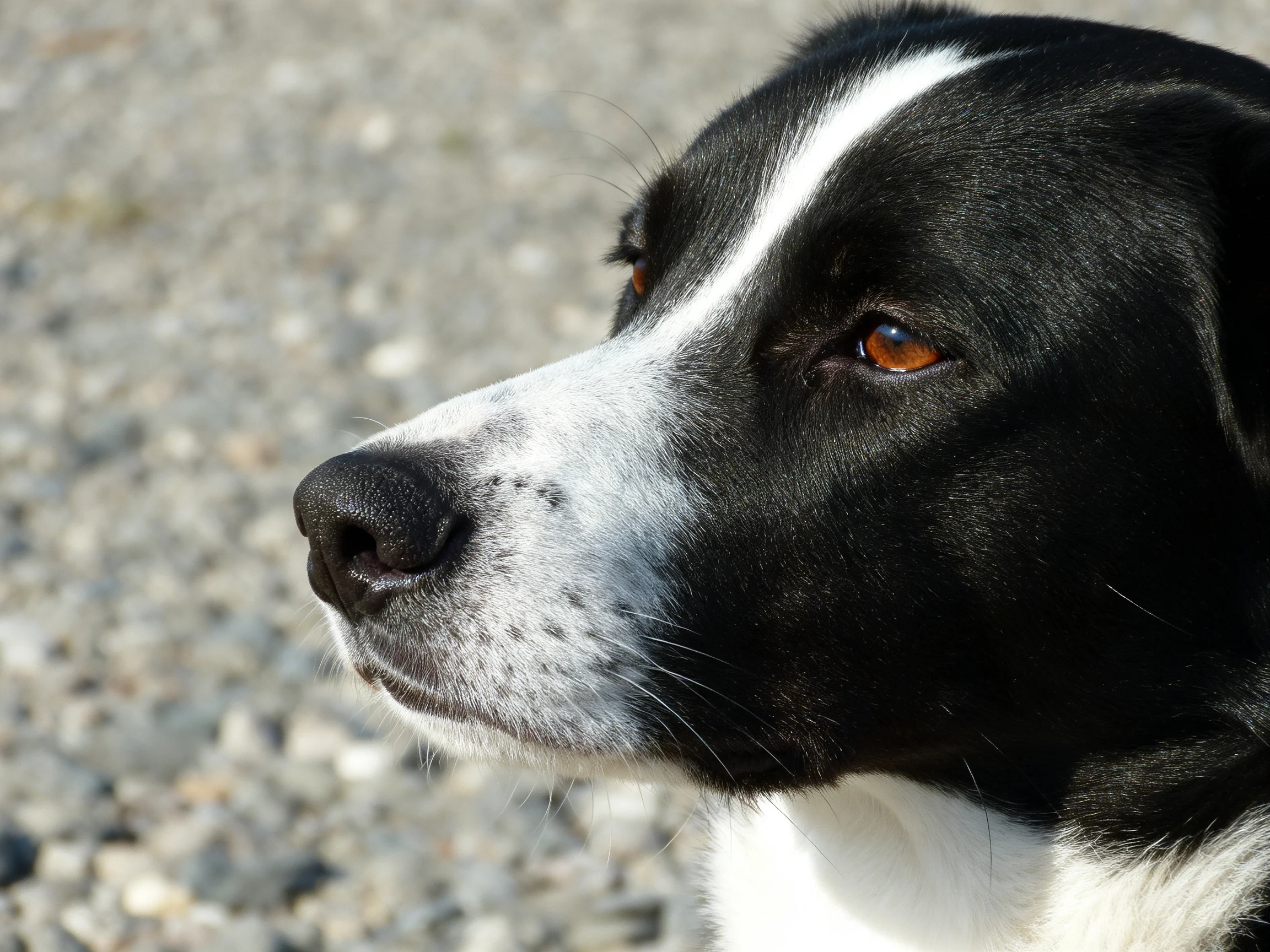 Black and white dog with amber eyes gazes toward the left