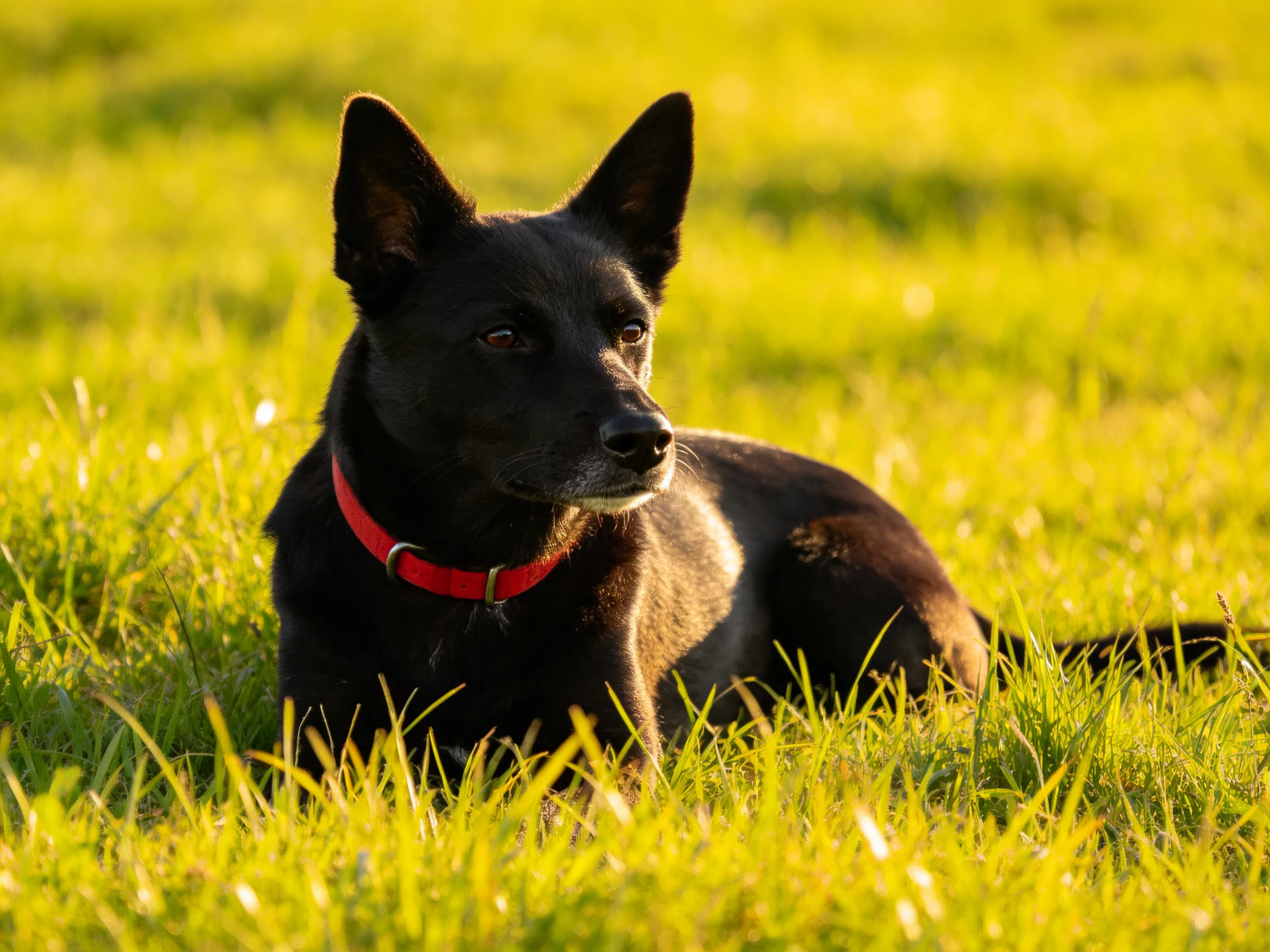 Black dog with red collar resting in sunlit green grass