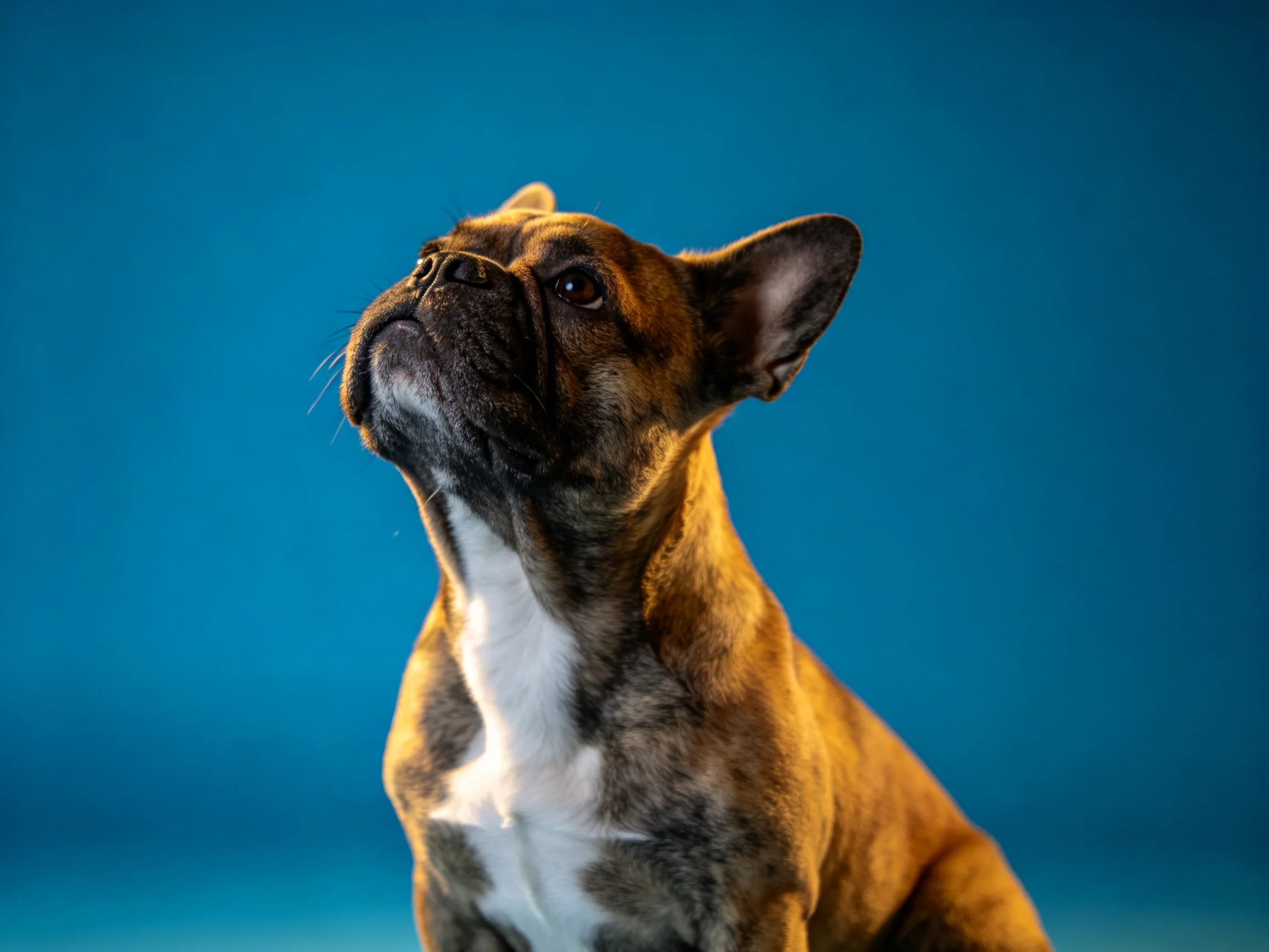 Brindle-coated French Bulldog gazes upward against a deep blue backdrop