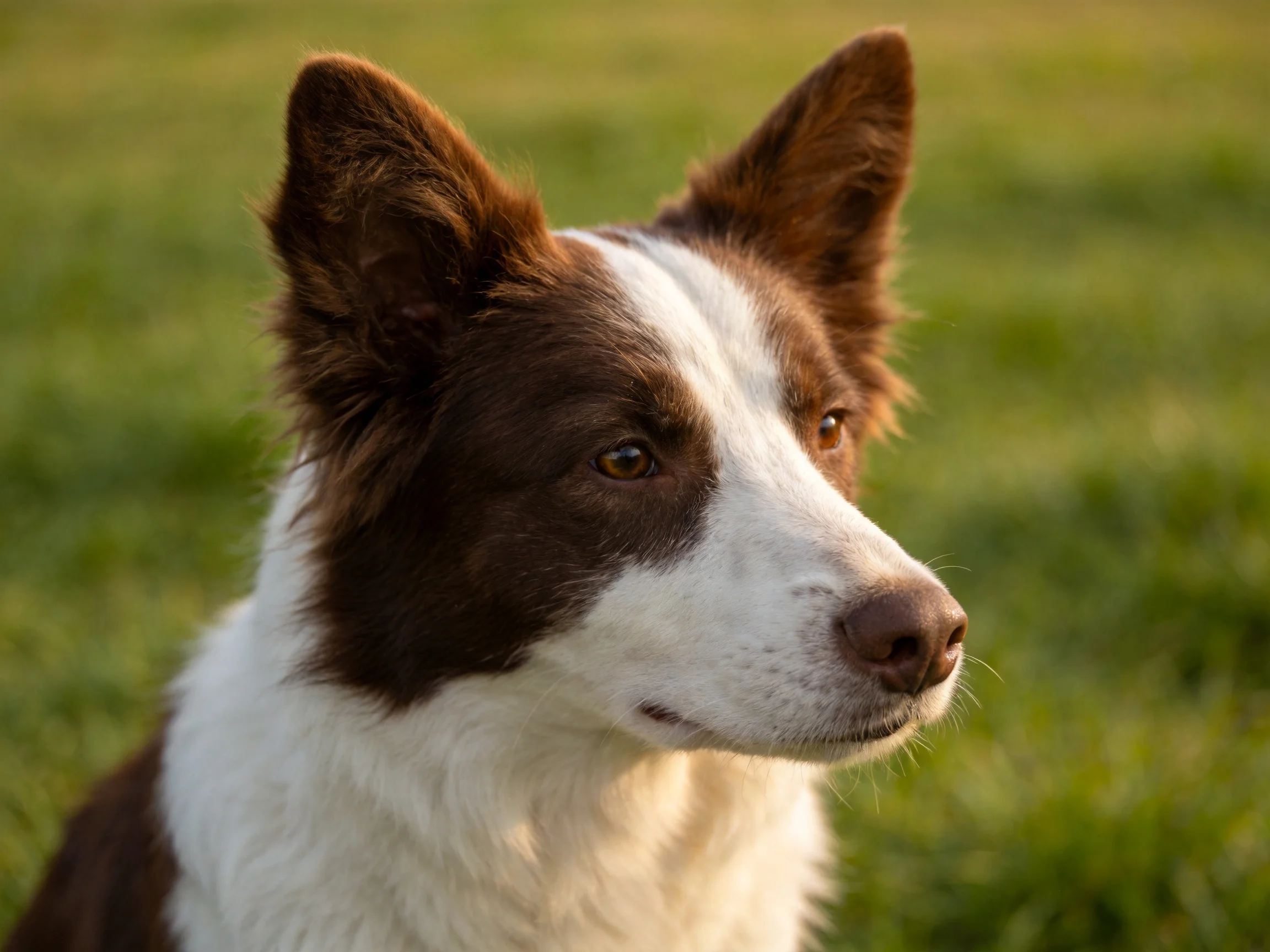 Brown and white dog with upright ears in a sunlit green field