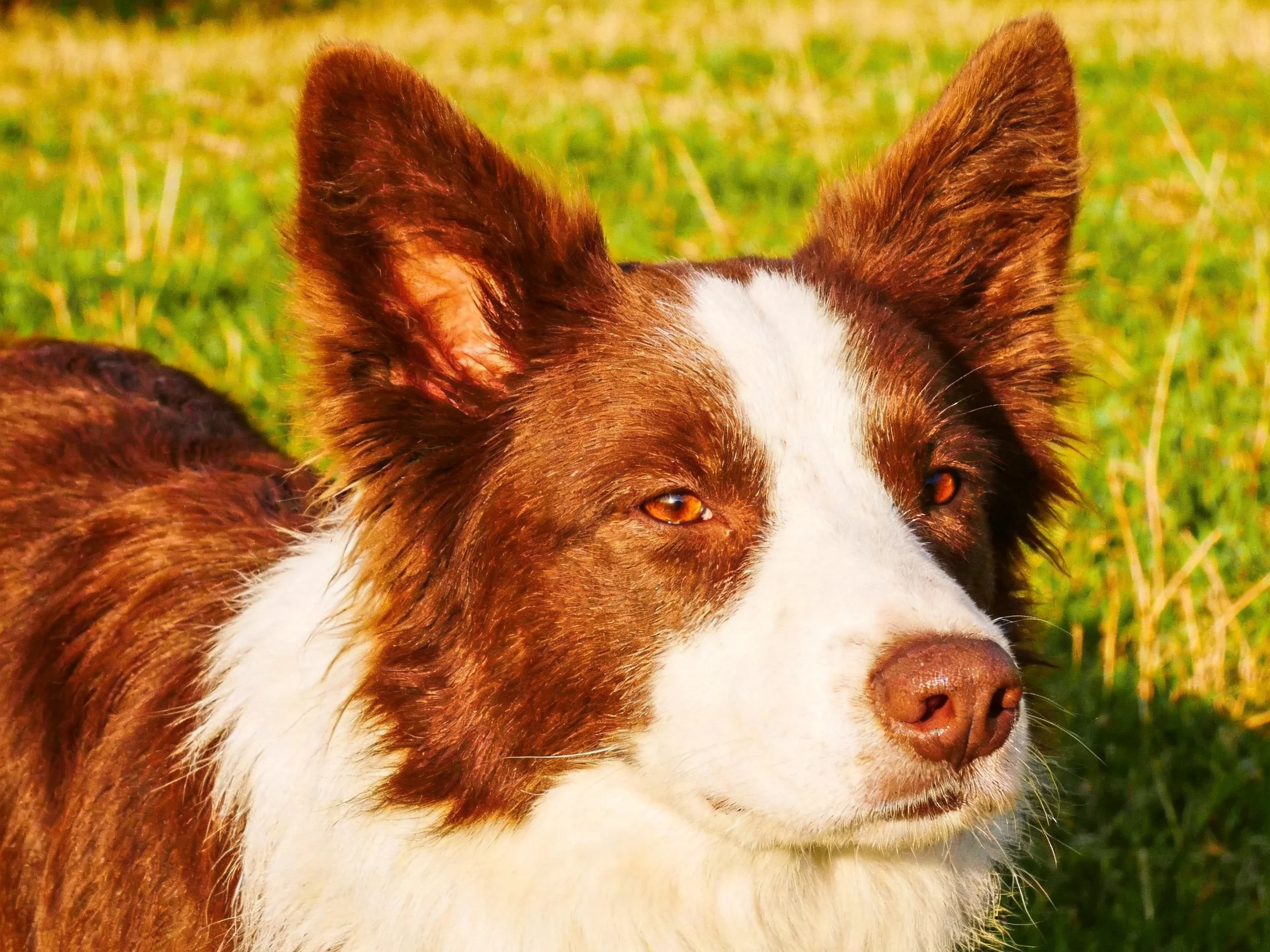 Brown and white dog with upright ears on a grassy field