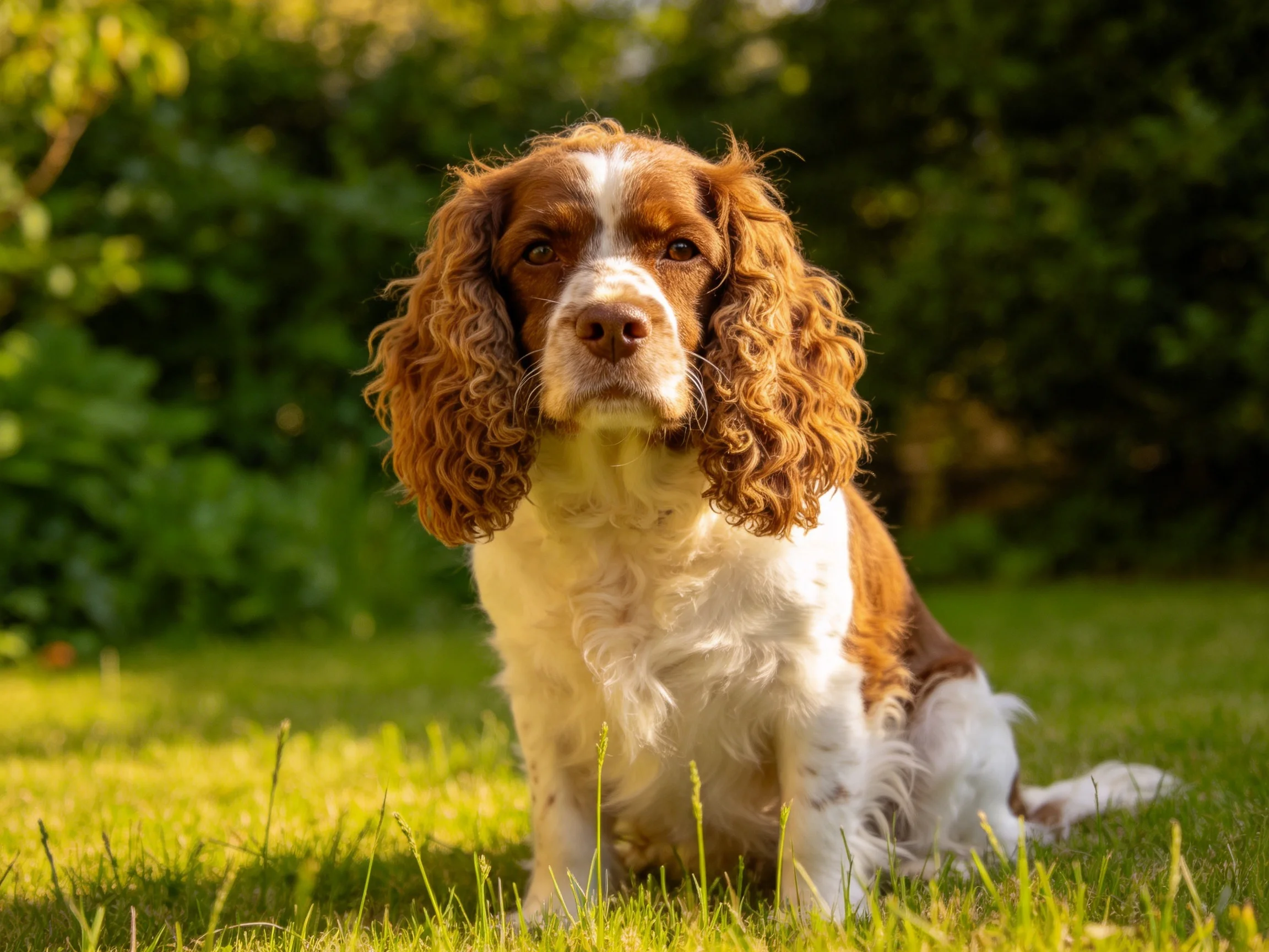 Brown and white spaniel sitting on sunlit grass in a garden