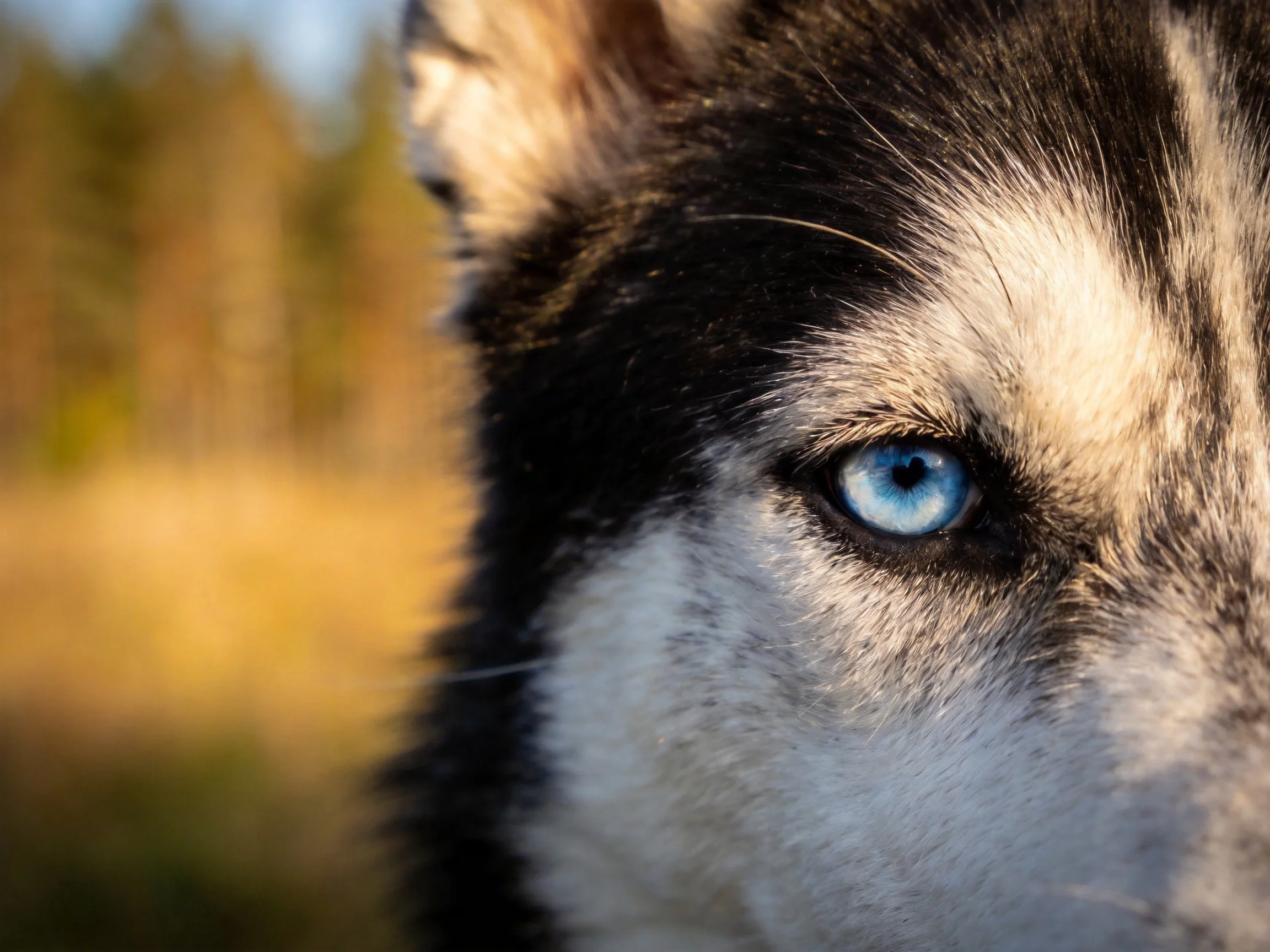 Close - up of a Siberian Husky with bright blue eye in natural setting
