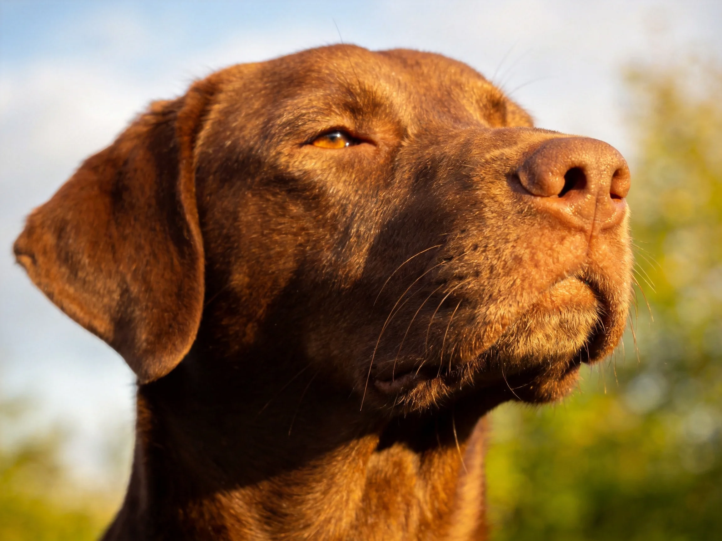 Close - up of a chocolate Labrador with soft natural lighting