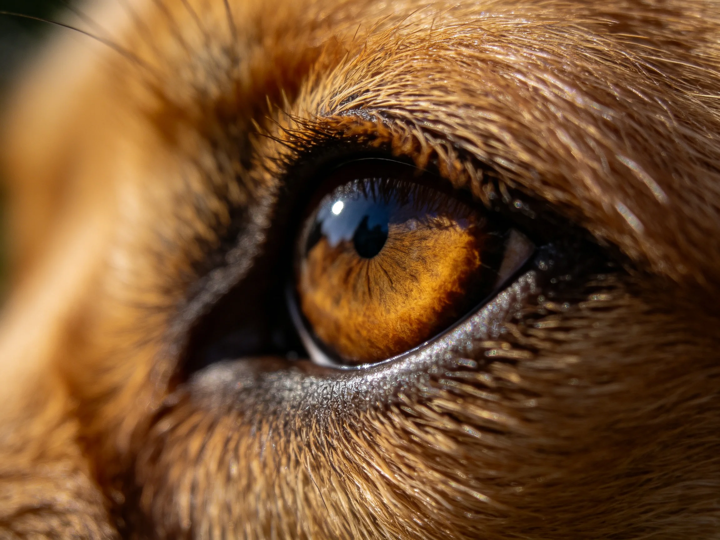 Close - up of a dog’s amber eye with textured brown fur