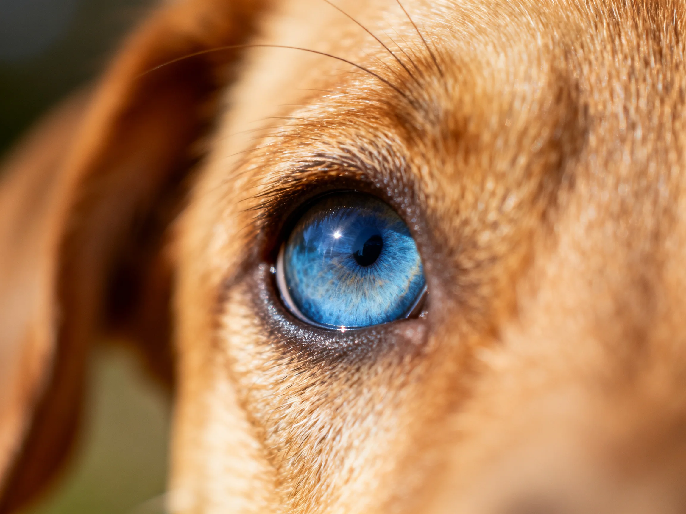 A close - up shows a dog’s bright blue eye surrounded by tan fur.
