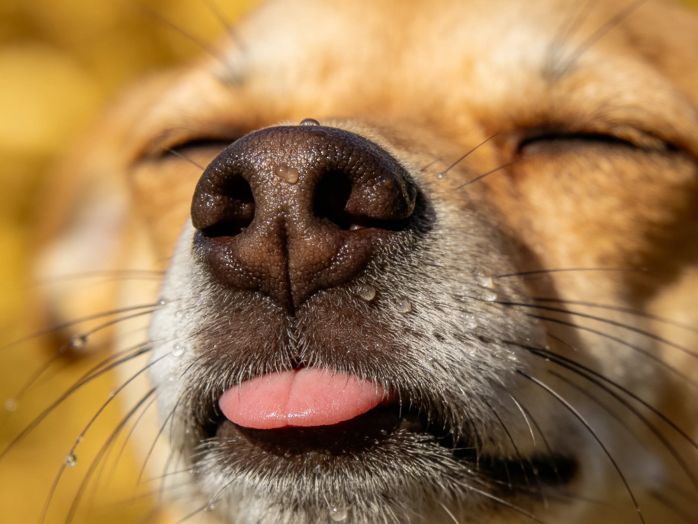 Close - up of a tan dog’s face with dark brown nose, pink tongue, and closed eyes