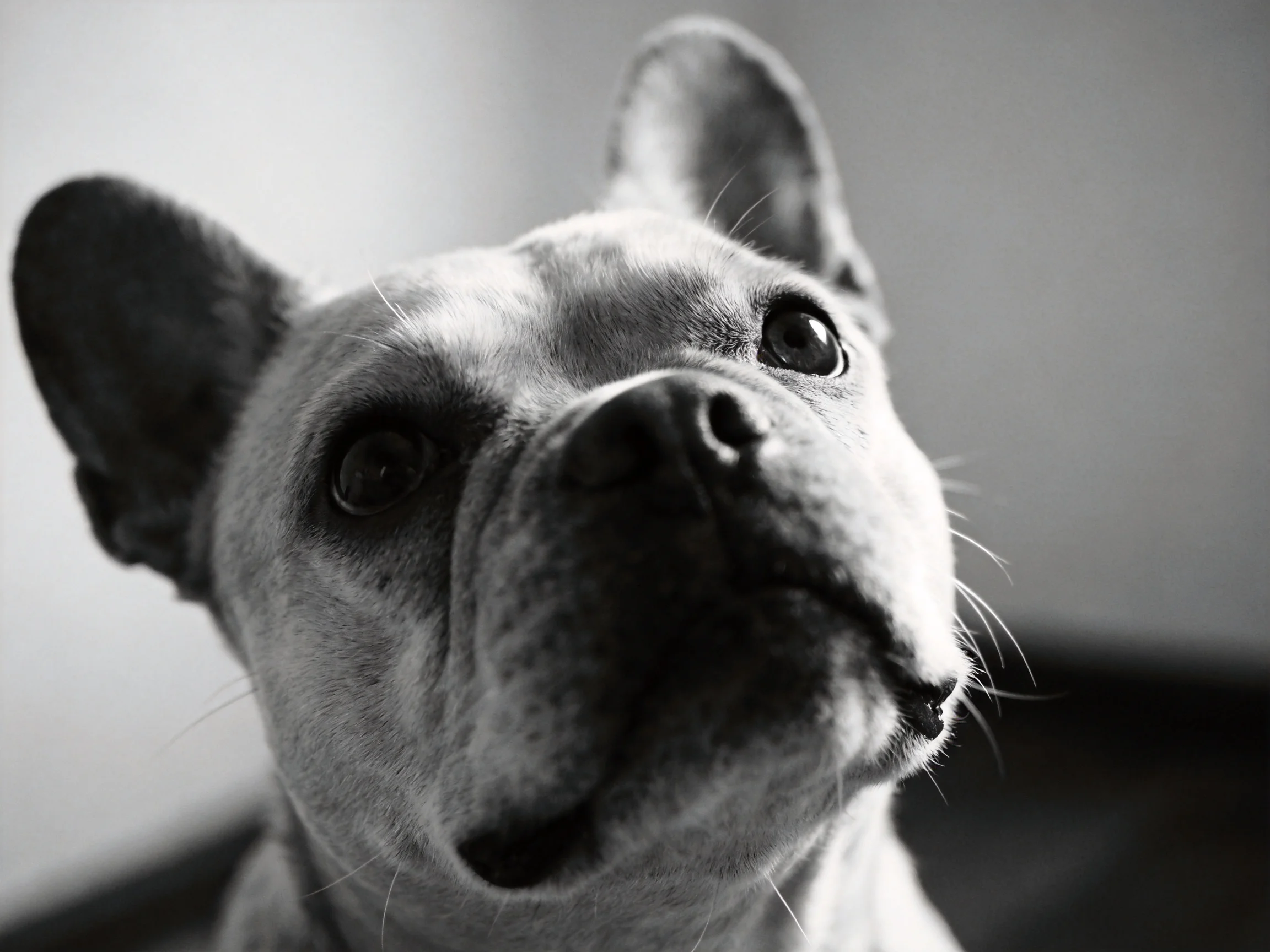 Close - up portrait of a French bulldog with expressive features
