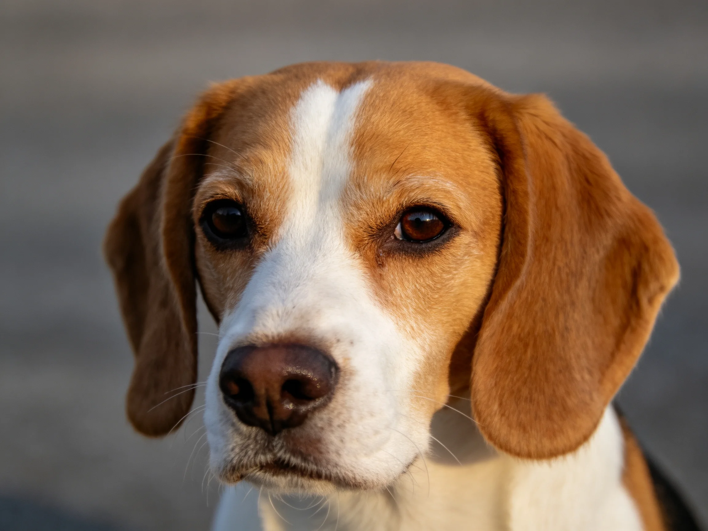 Close - up portrait of a beagle with brown and white fur
