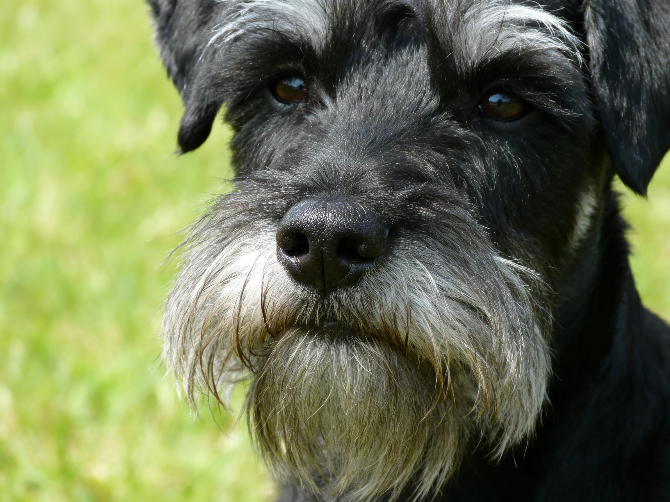 A close-up shows a black and gray Schnauzer outdoors.