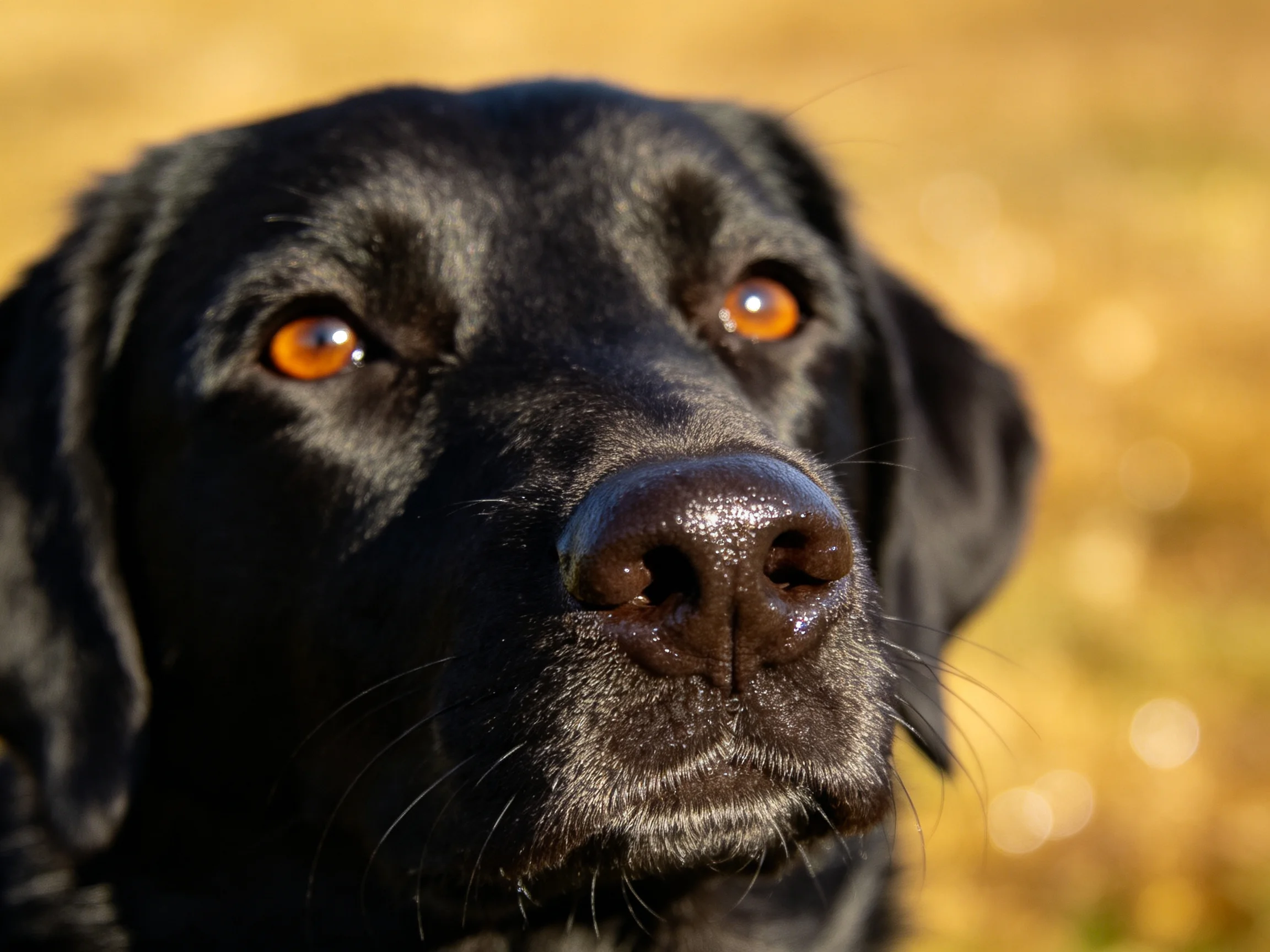 Close-up of a black dog with amber eyes in a sunny outdoor setting
