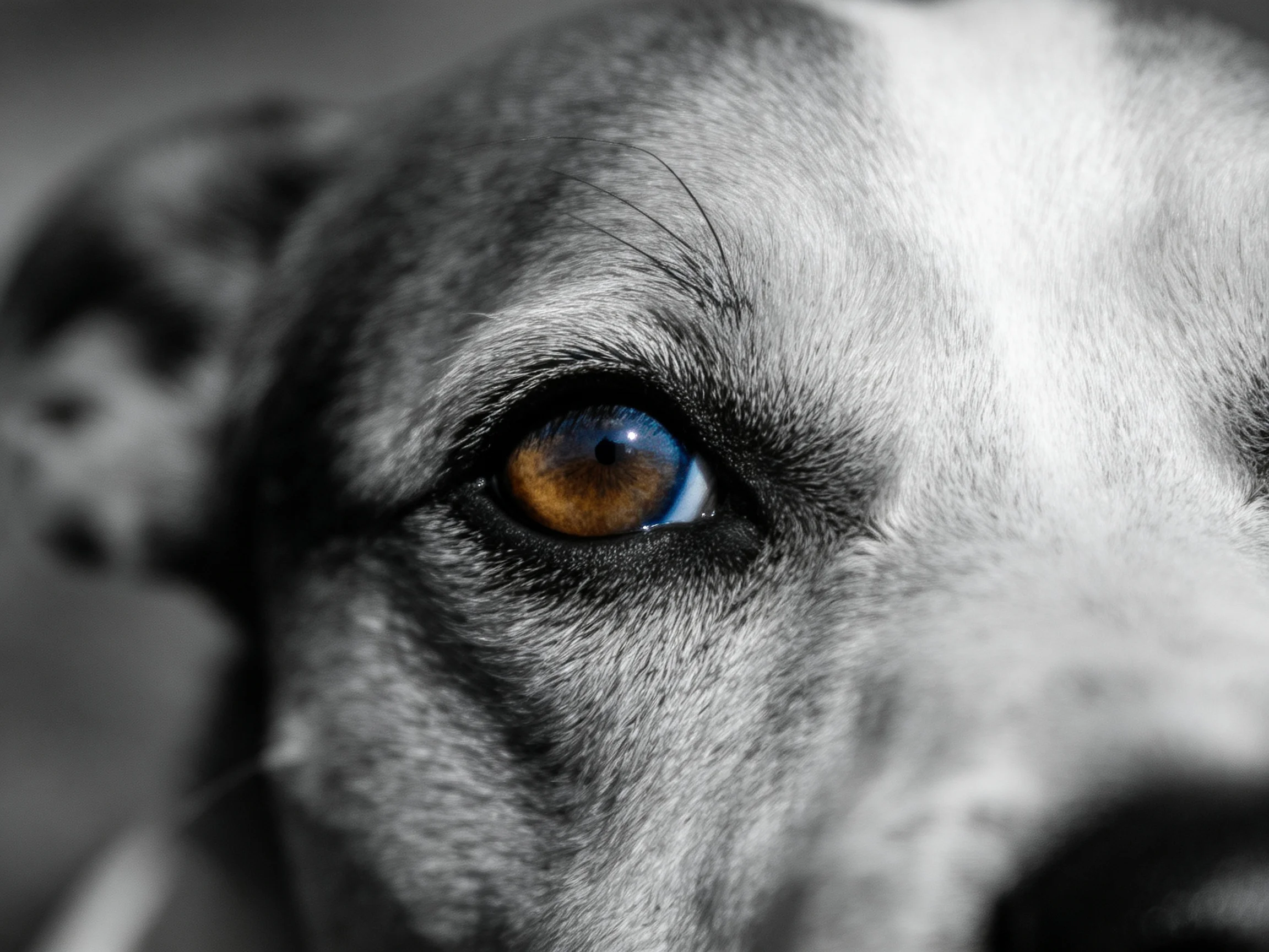 Close-up of a dog’s amber eye with monochrome facial details