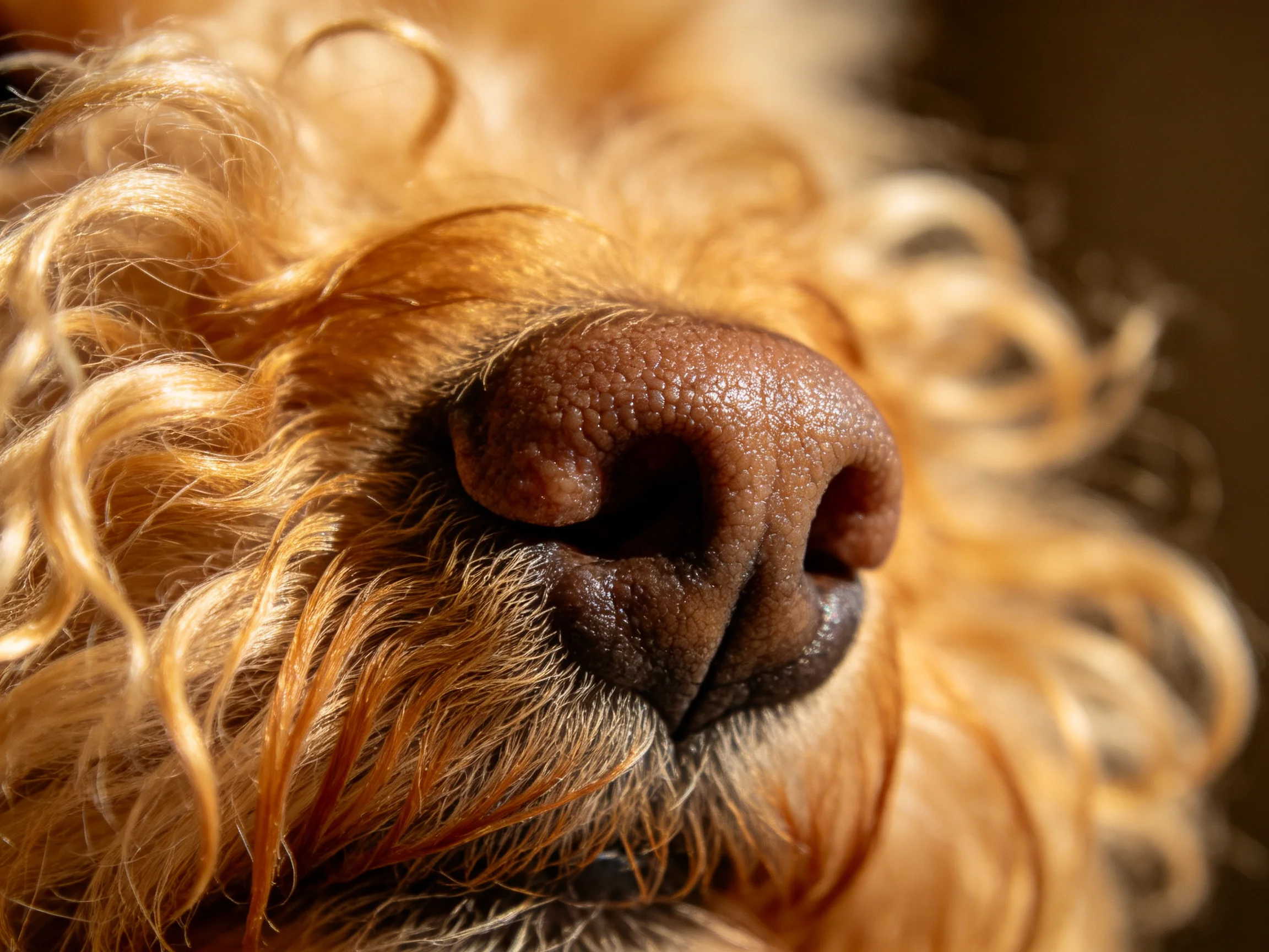 Close-up of a dogs textured brown nose with golden curly fur